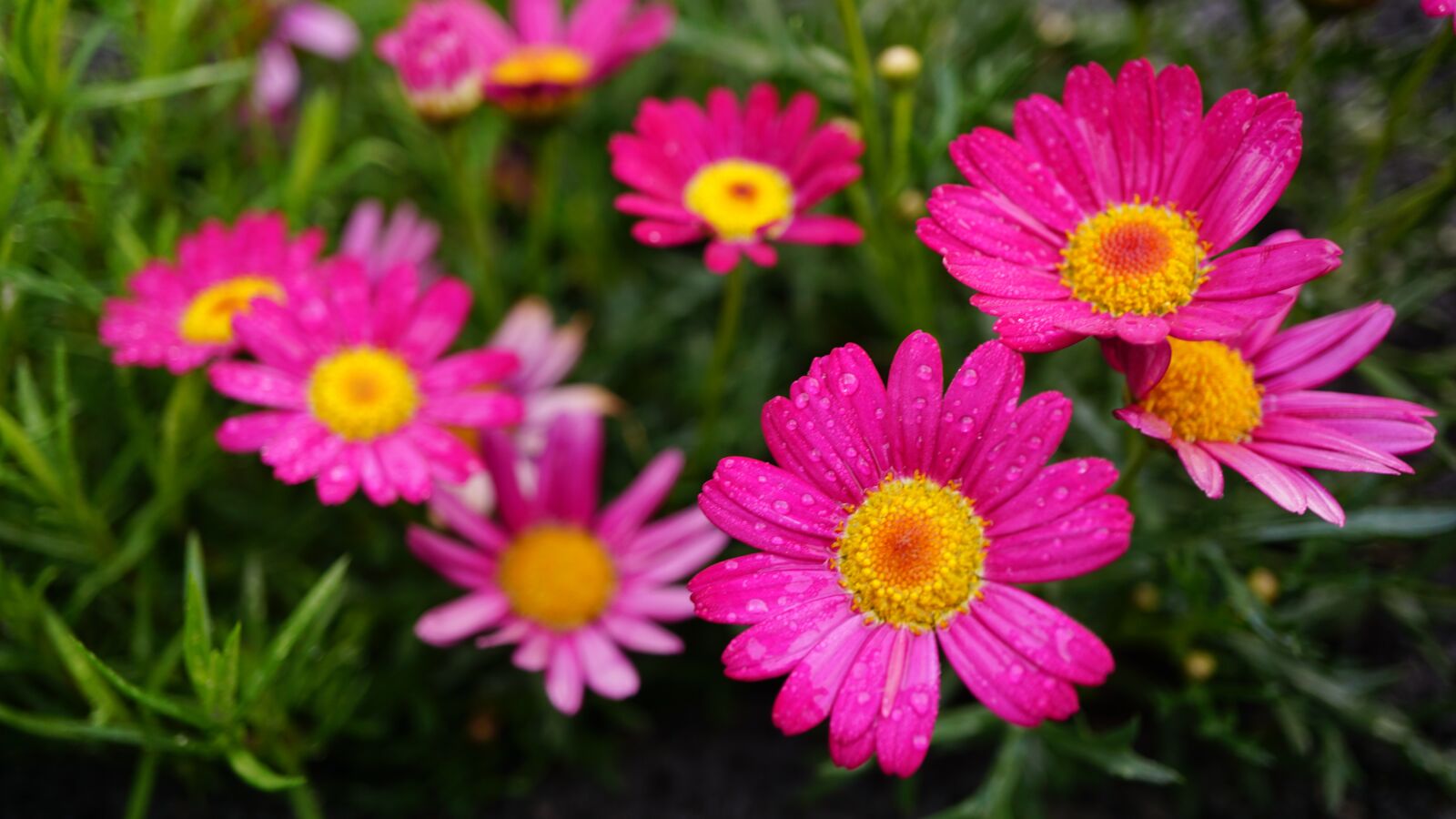 Sony a6000 + Sony E 30mm F3.5 Macro sample photo. Pink daisies, flowers, nature photography