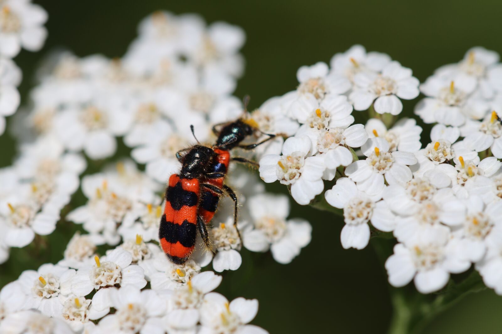 Canon EOS 90D sample photo. Colorful beetle, pairing, nature photography