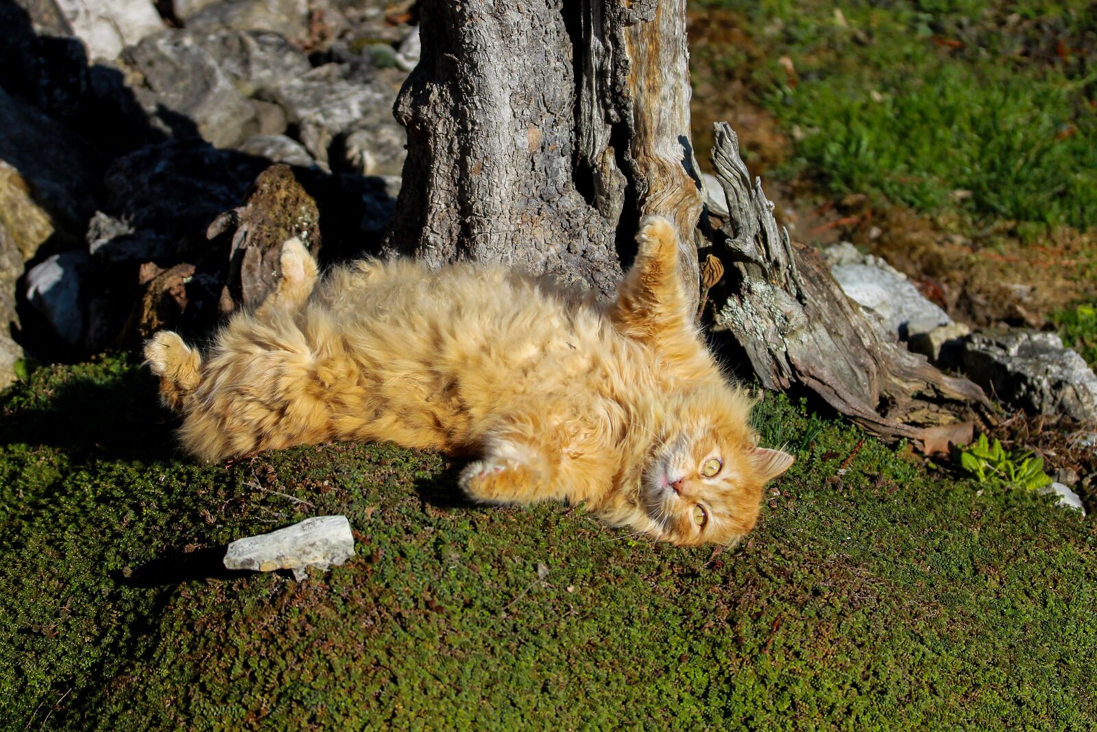 Canon EF-S 60mm F2.8 Macro USM sample photo. Cat, red cat, lazy photography