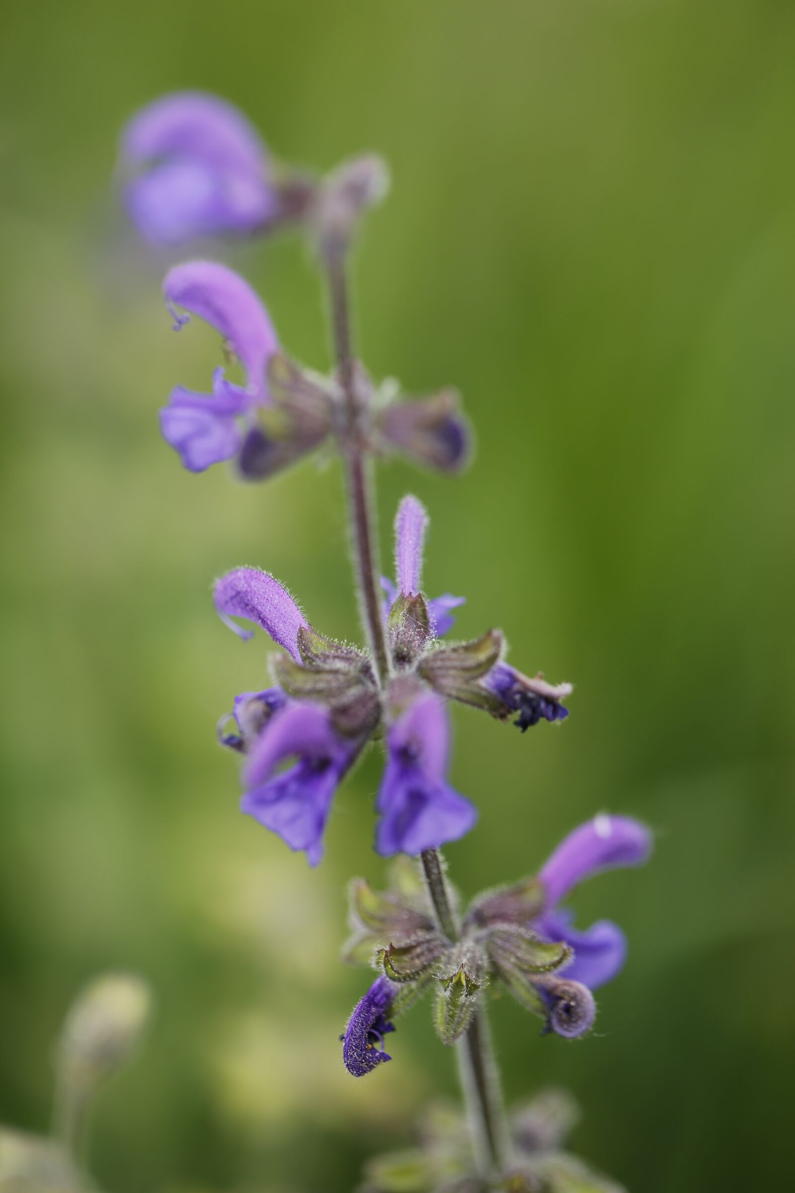 Canon EF 100mm F2.8L Macro IS USM sample photo. Flower, meadow, spring photography
