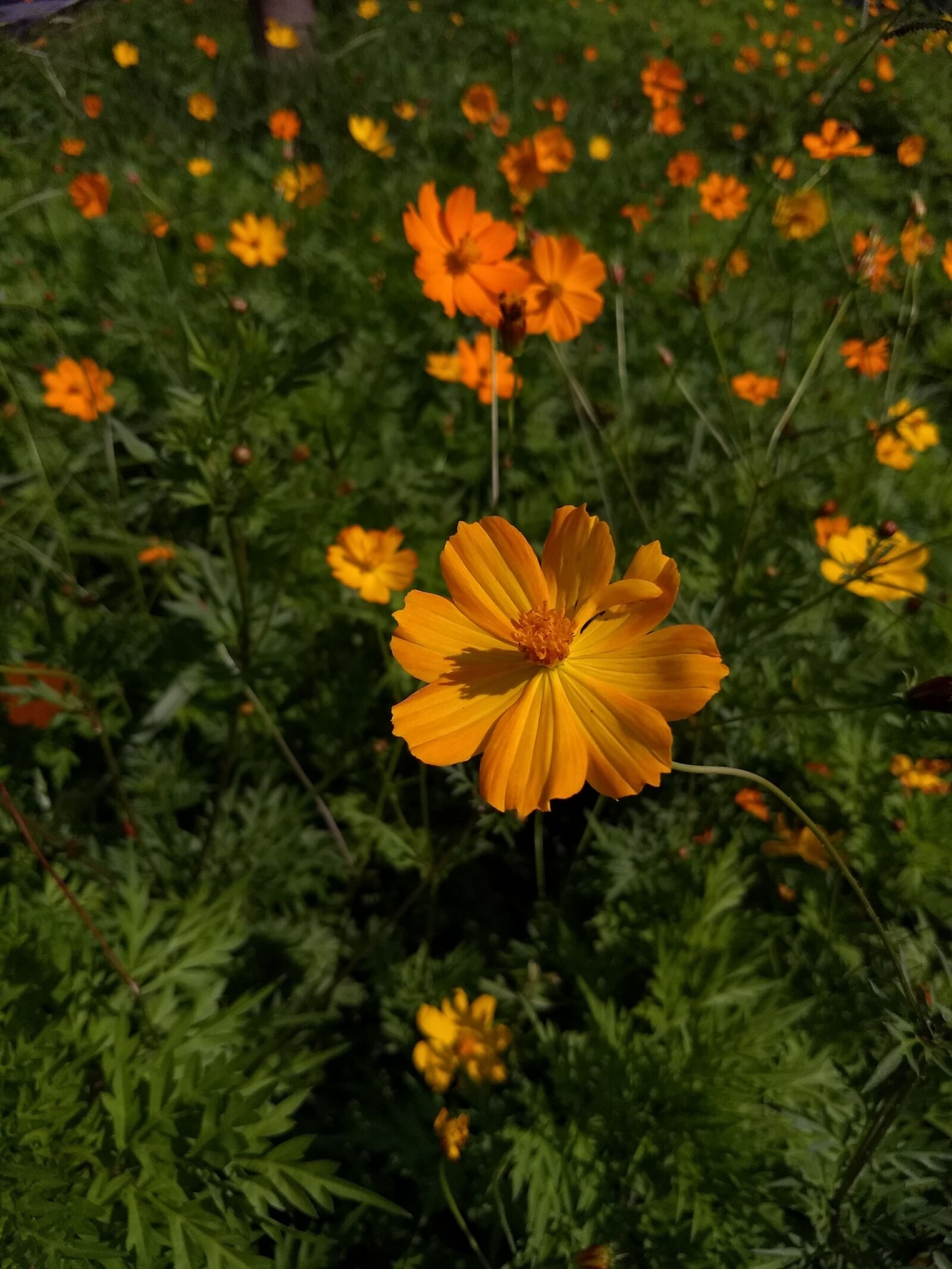 Motorola Moto G (5) Plus sample photo. Flowers, flower, nature photography