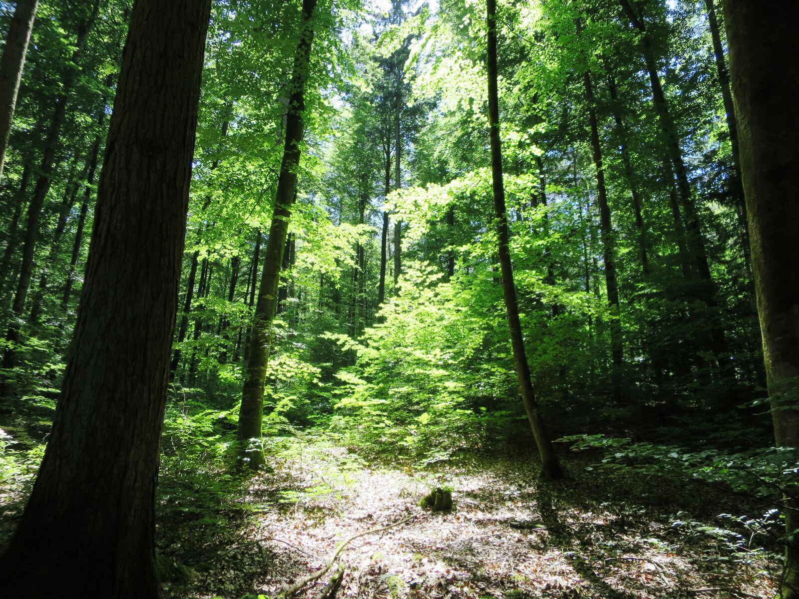 Canon PowerShot S120 sample photo. Forest, mood, trees photography
