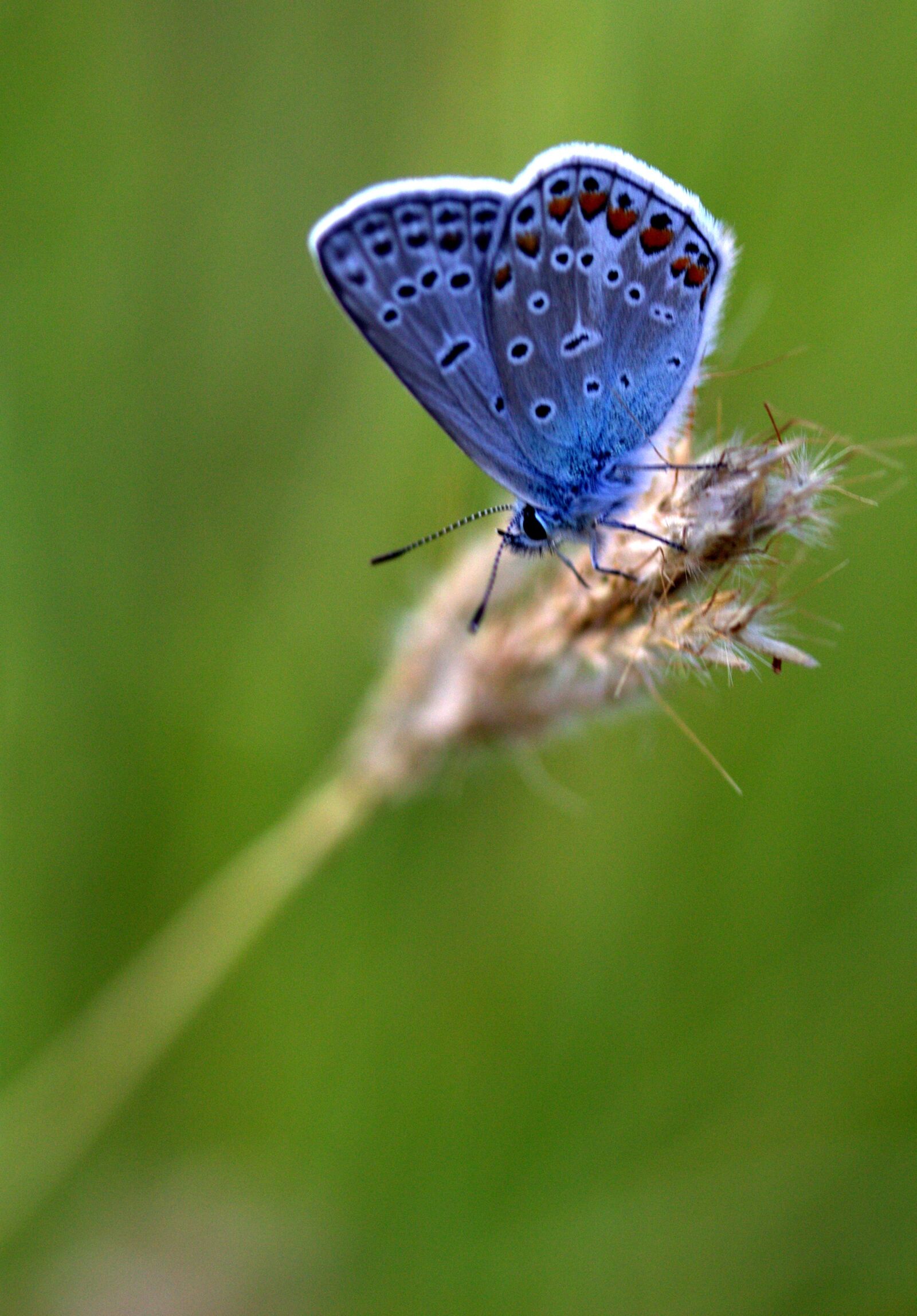 Canon EF-S 60mm F2.8 Macro USM sample photo. Butterfly, blue, spike photography