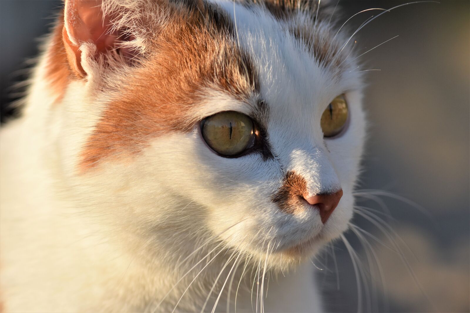 Nikon D5500 sample photo. Cat, domestic cat, pet photography