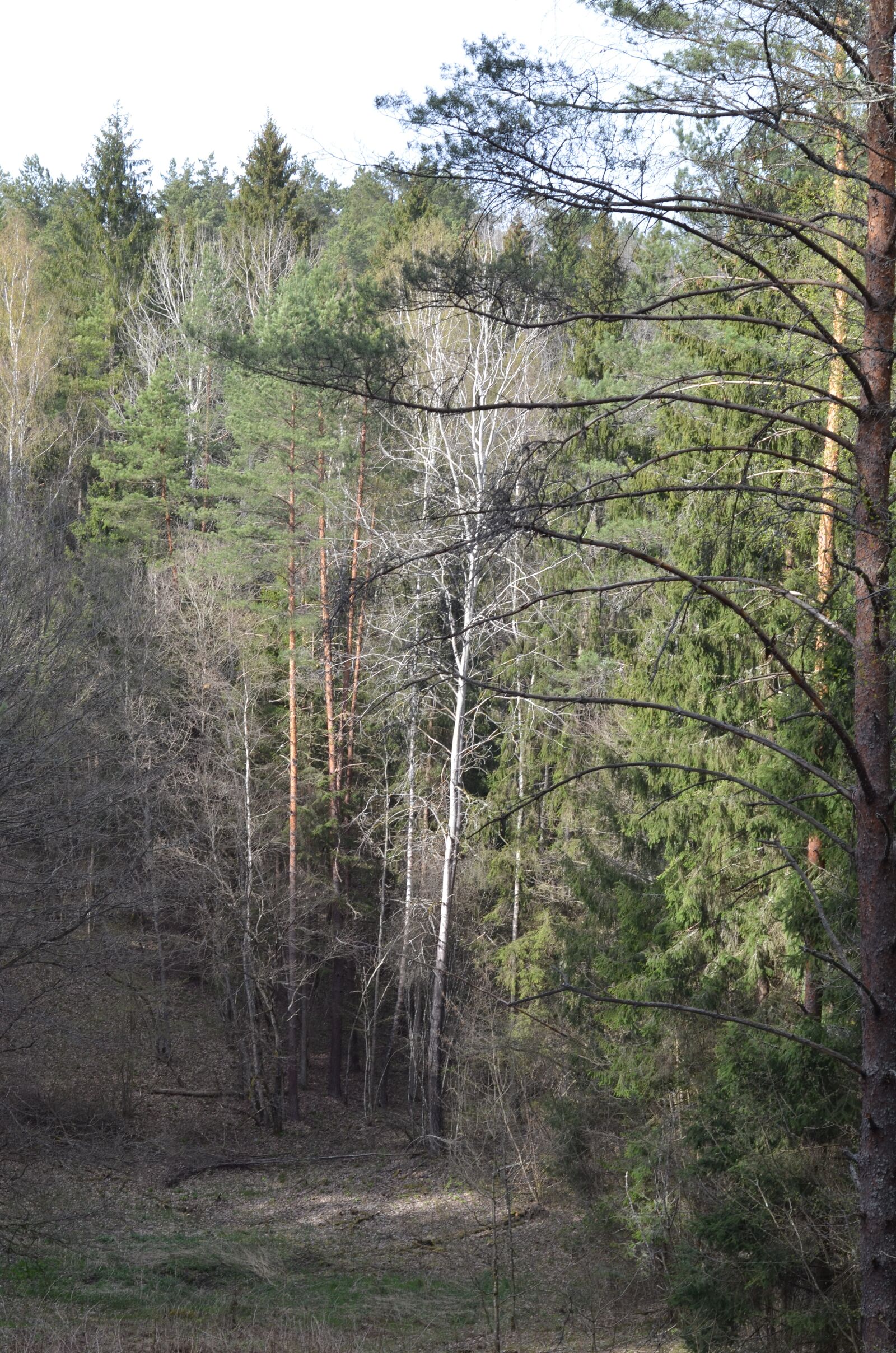 Nikon D7000 sample photo. Nature, tree, landscape photography
