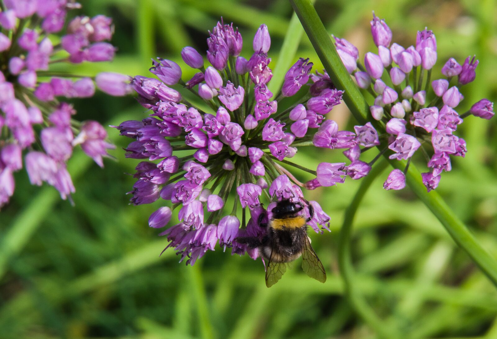 Tamron SP AF 70-200mm F2.8 Di LD (IF) MACRO sample photo. Hummel, flower, purple photography