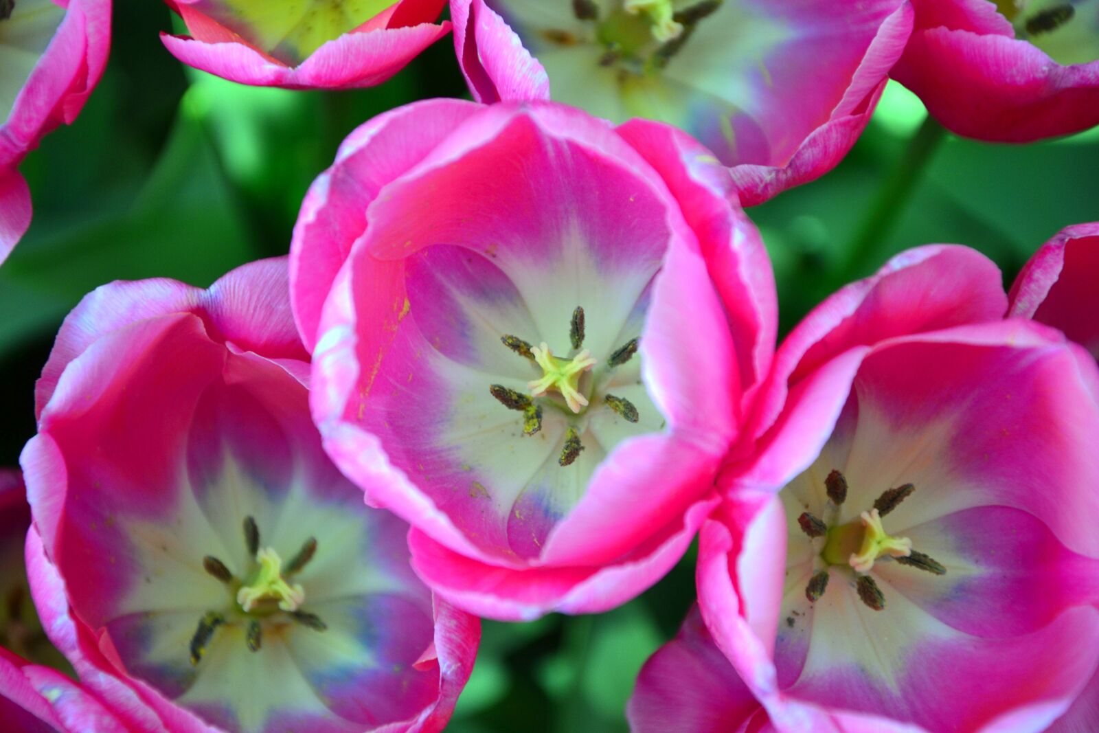 Nikon D3100 sample photo. Tulips, plants, nature photography
