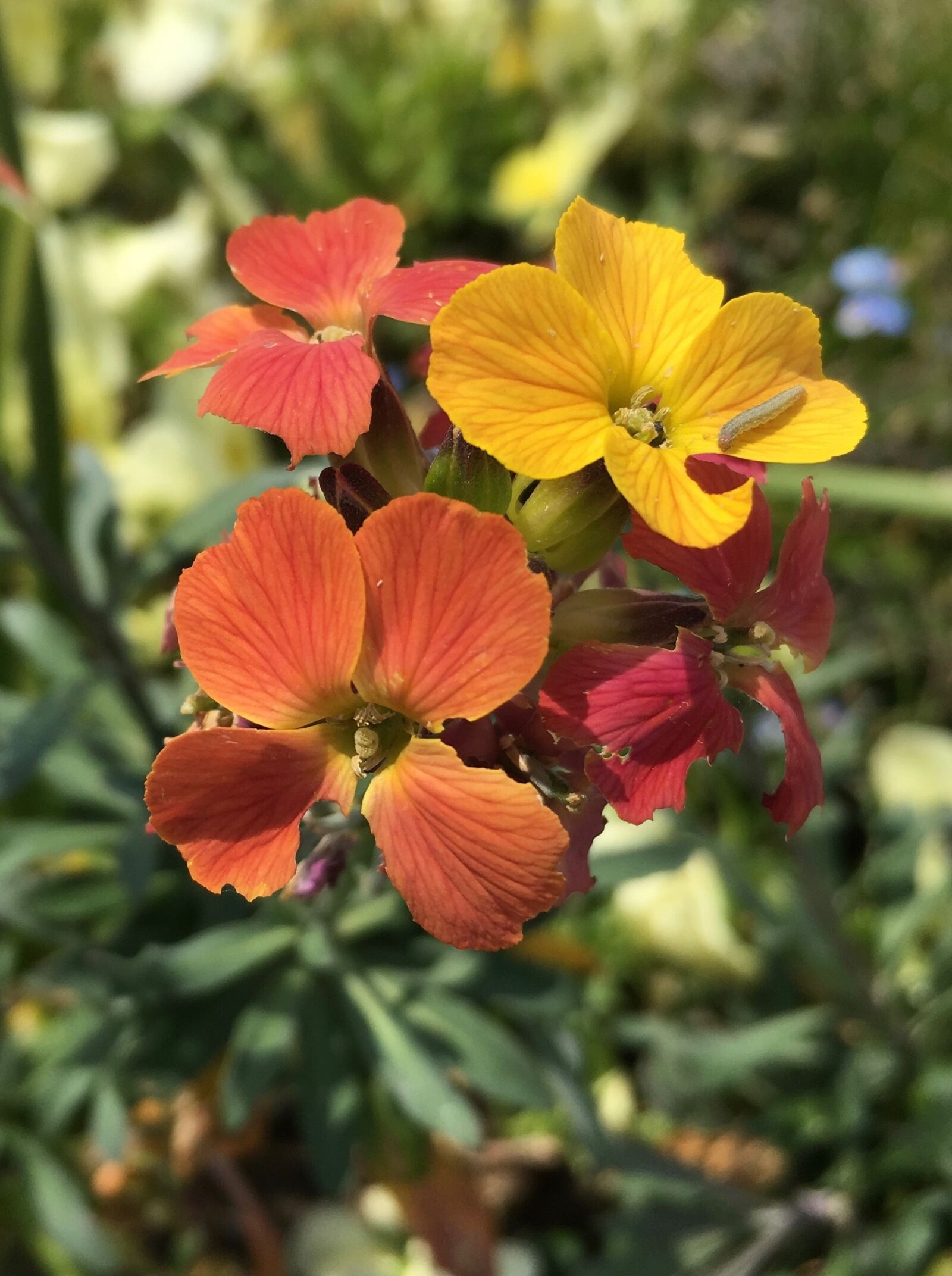 iPhone SE back camera 4.15mm f/2.2 sample photo. Flower, flowers, insect photography