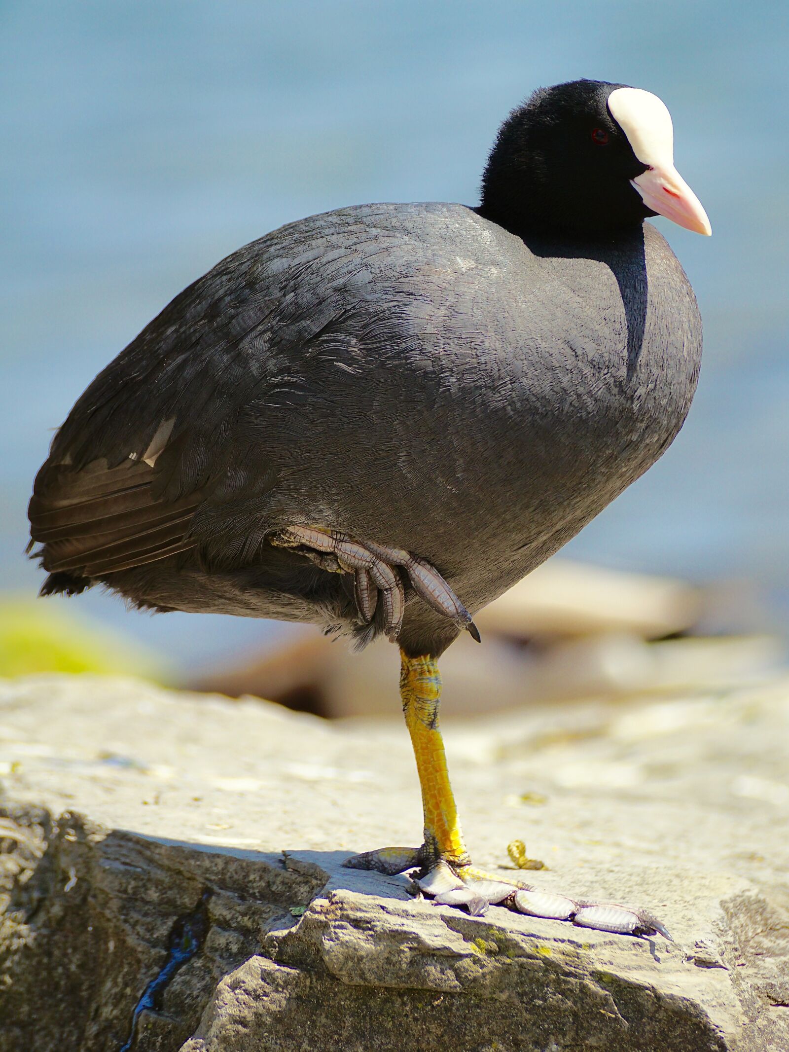 Sony DT 55-300mm F4.5-5.6 SAM sample photo. Coot, crane bird, water photography