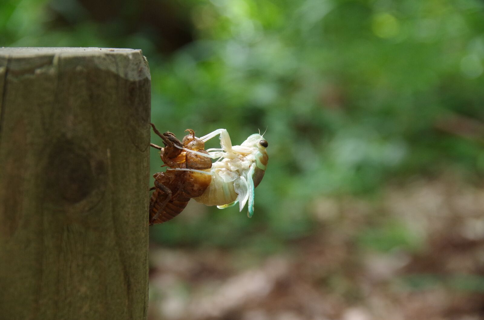 Pentax K-50 sample photo. Cicada, hatch, insect photography