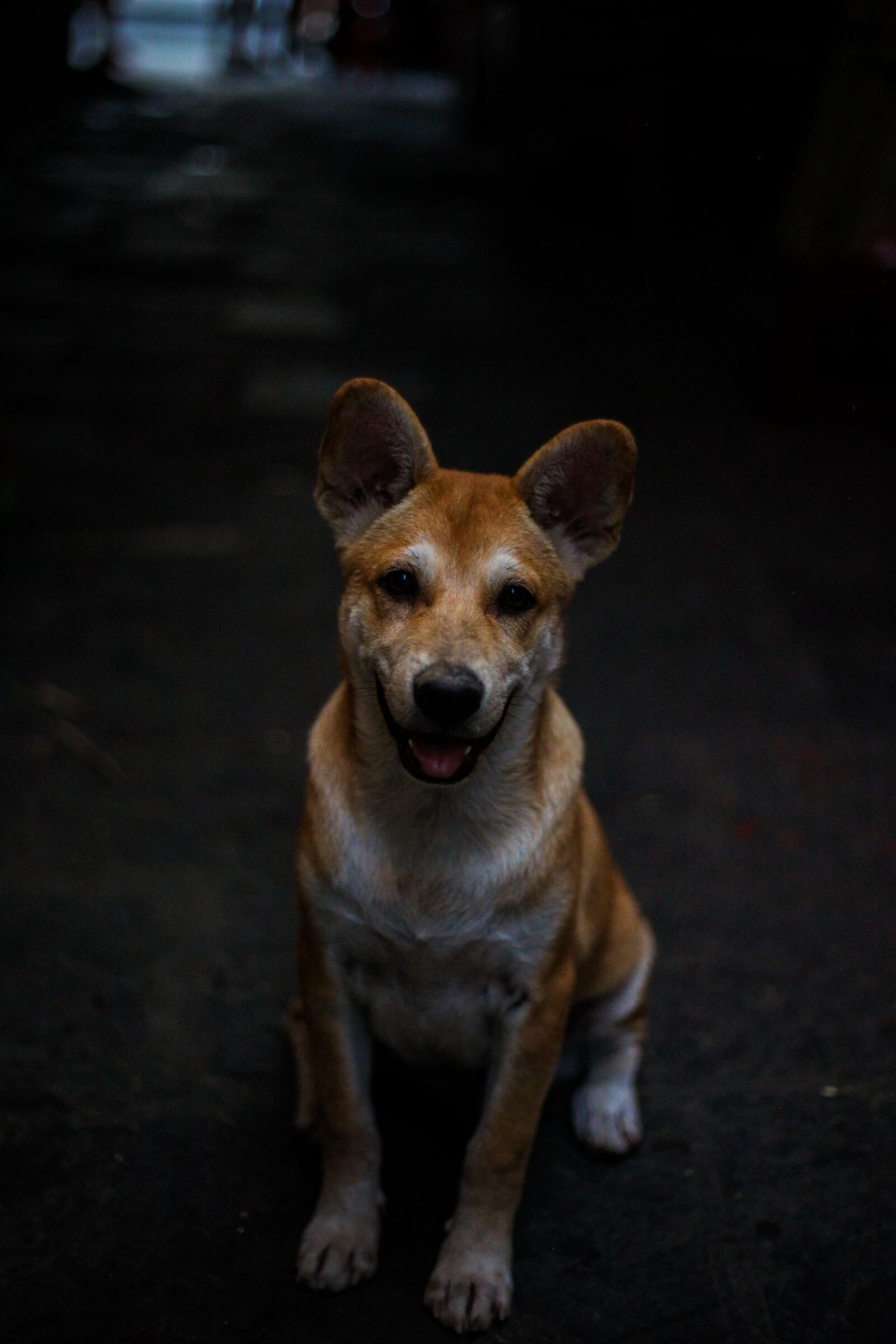 Canon EOS 5D Mark II + Canon EF 50mm F1.8 STM sample photo. Dog, animal, laugh photography