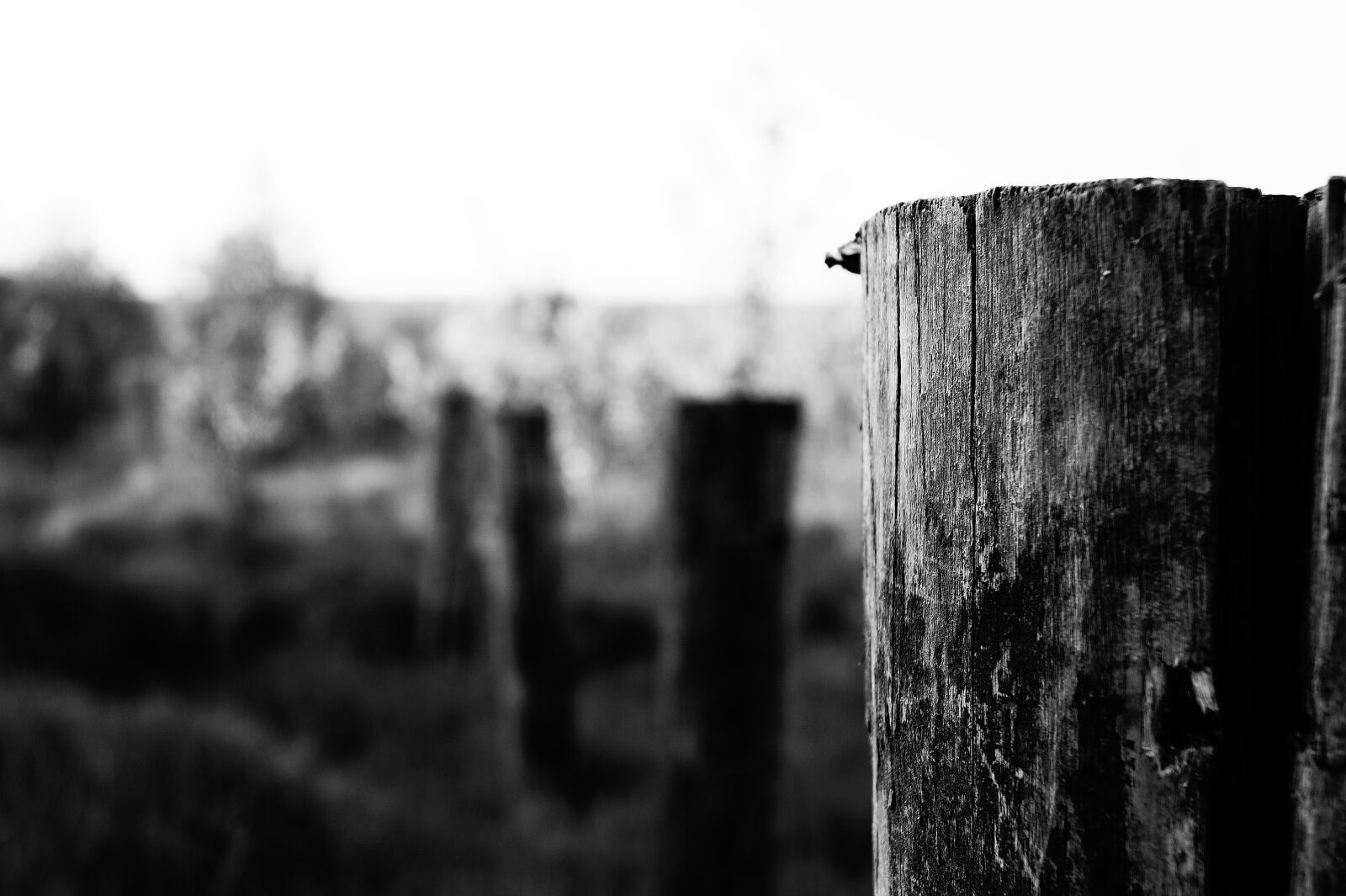 Sony DT 18-55mm F3.5-5.6 SAM II sample photo. Art, nature, black and photography