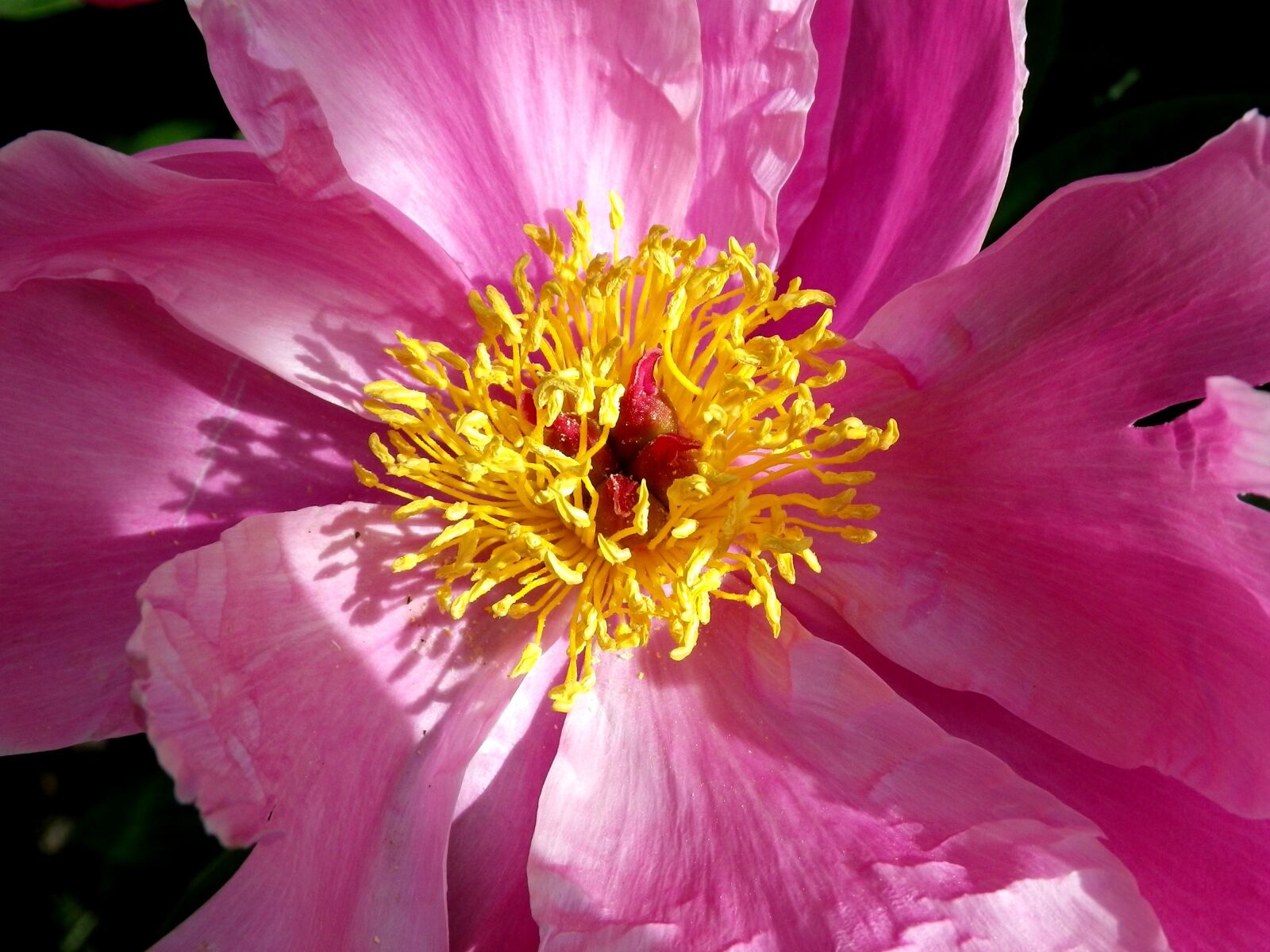 Pentax Optio W90 sample photo. Peony, close up, pink photography