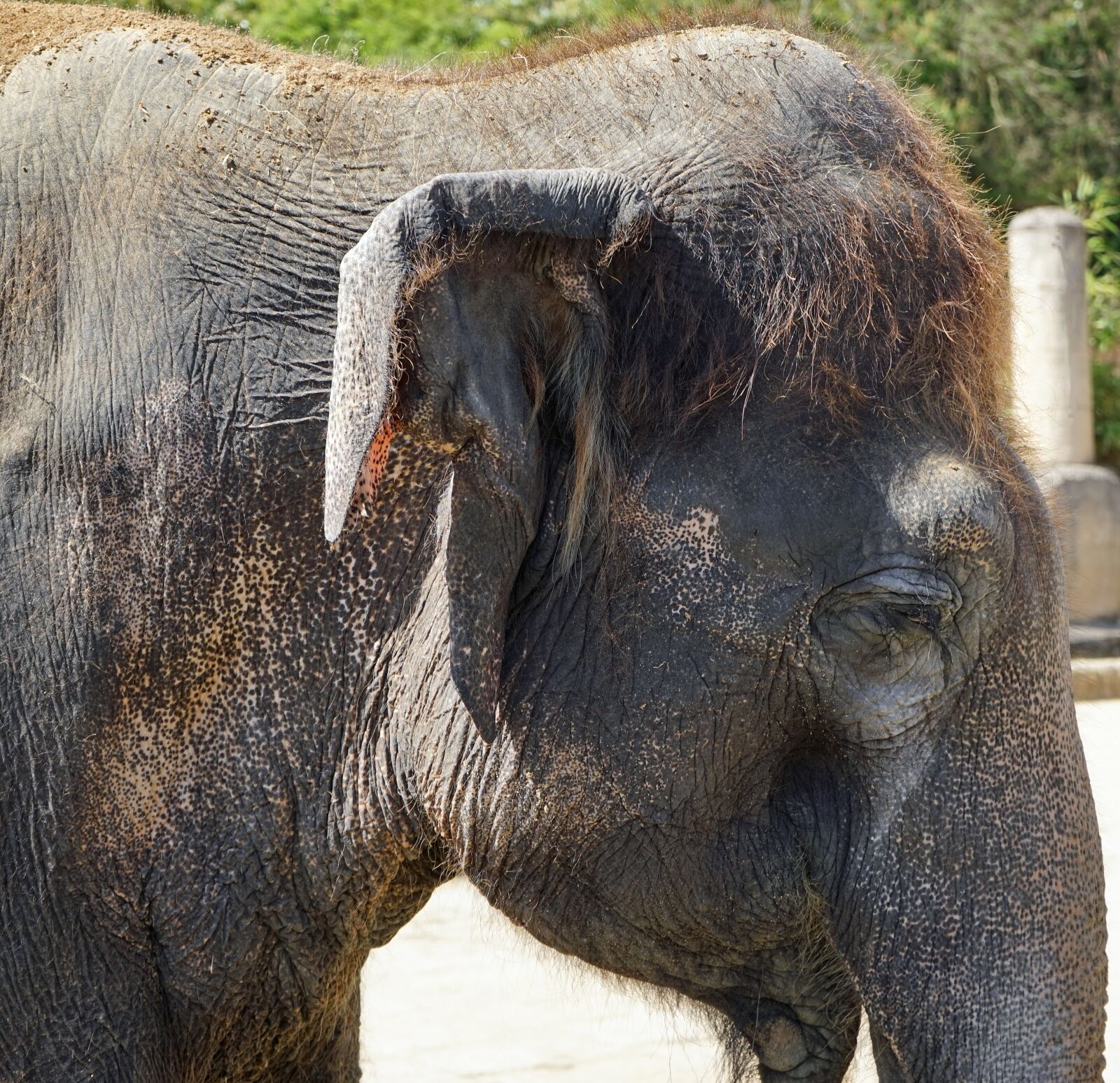 Sony a7 + Sony FE 28-70mm F3.5-5.6 OSS sample photo. Elephant, pachyderm, head photography