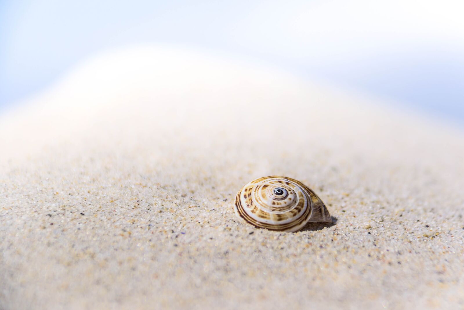 Canon EOS 7D Mark II sample photo. Seashell, shell, beach photography