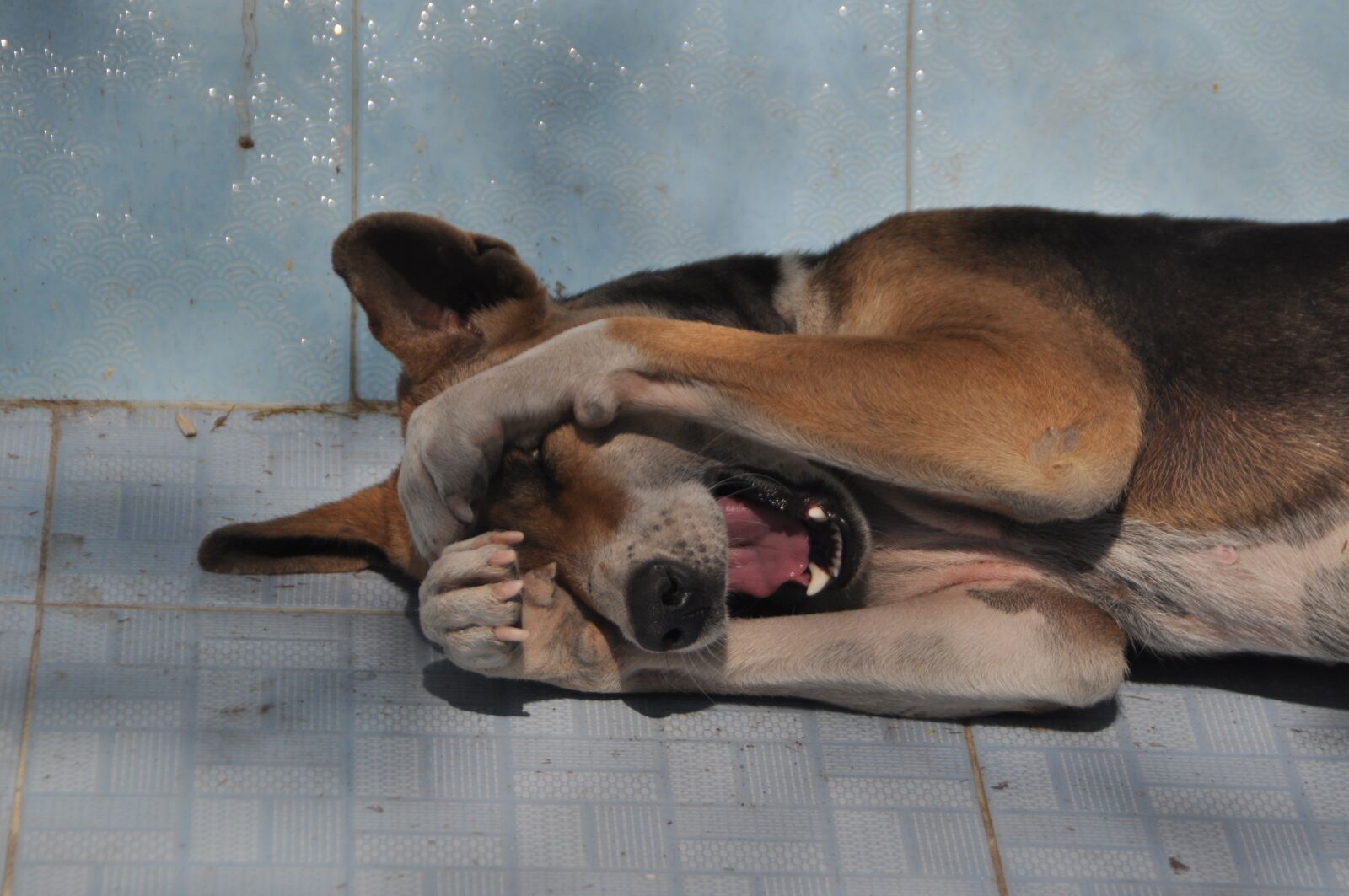 Nikon D5000 sample photo. Dog, oversleeping, tired photography