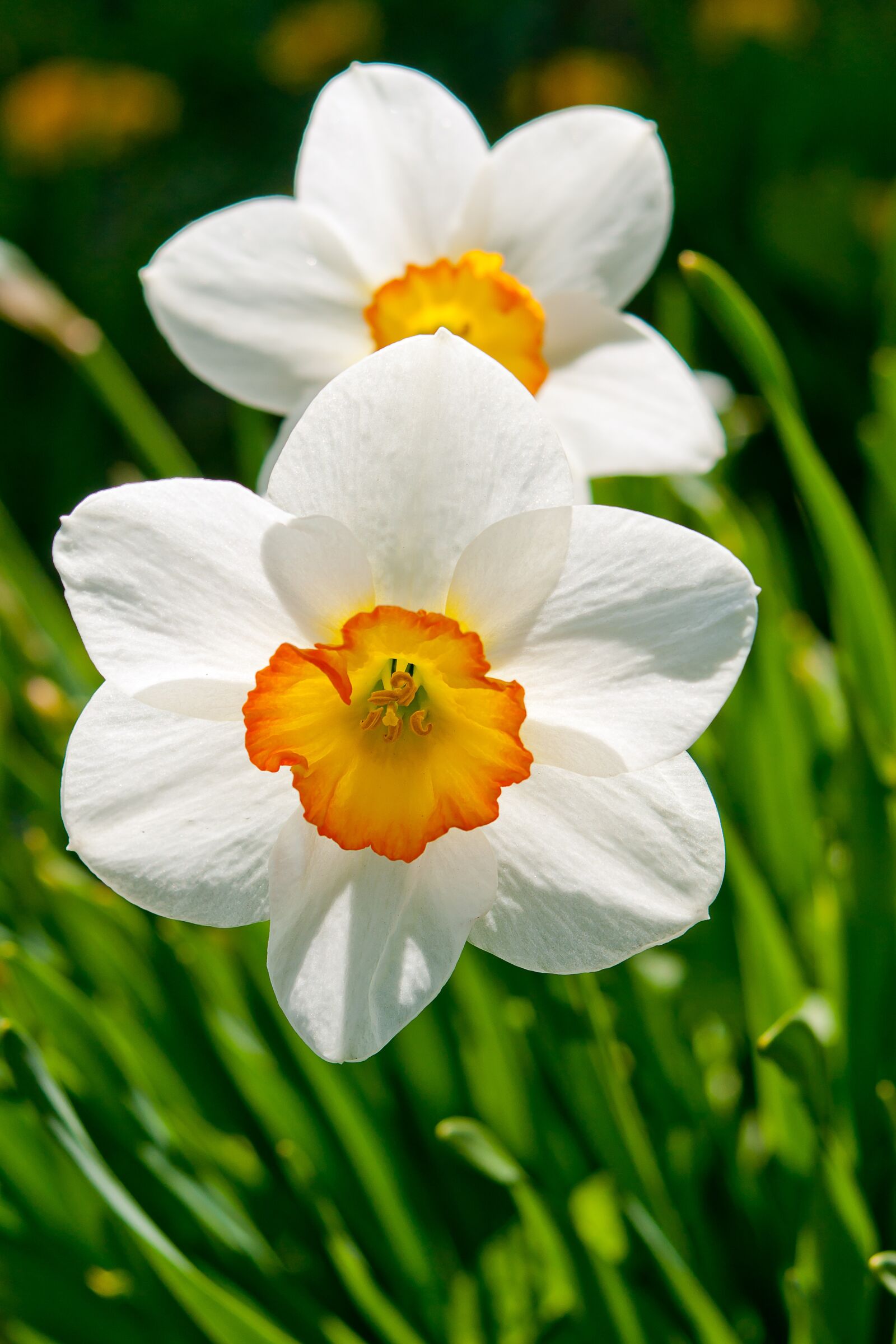 35-70mm F4 sample photo. Nature, flower, narcissus photography
