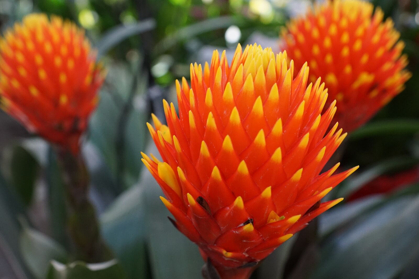 Sony ILCA-77M2 + Sony DT 16-50mm F2.8 SSM sample photo. Red, orange, flower photography