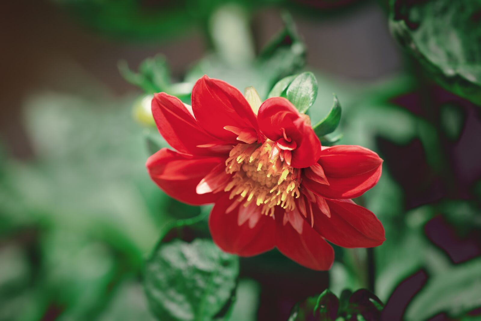 Nikon D7100 sample photo. Blossom, bloom, flower photography