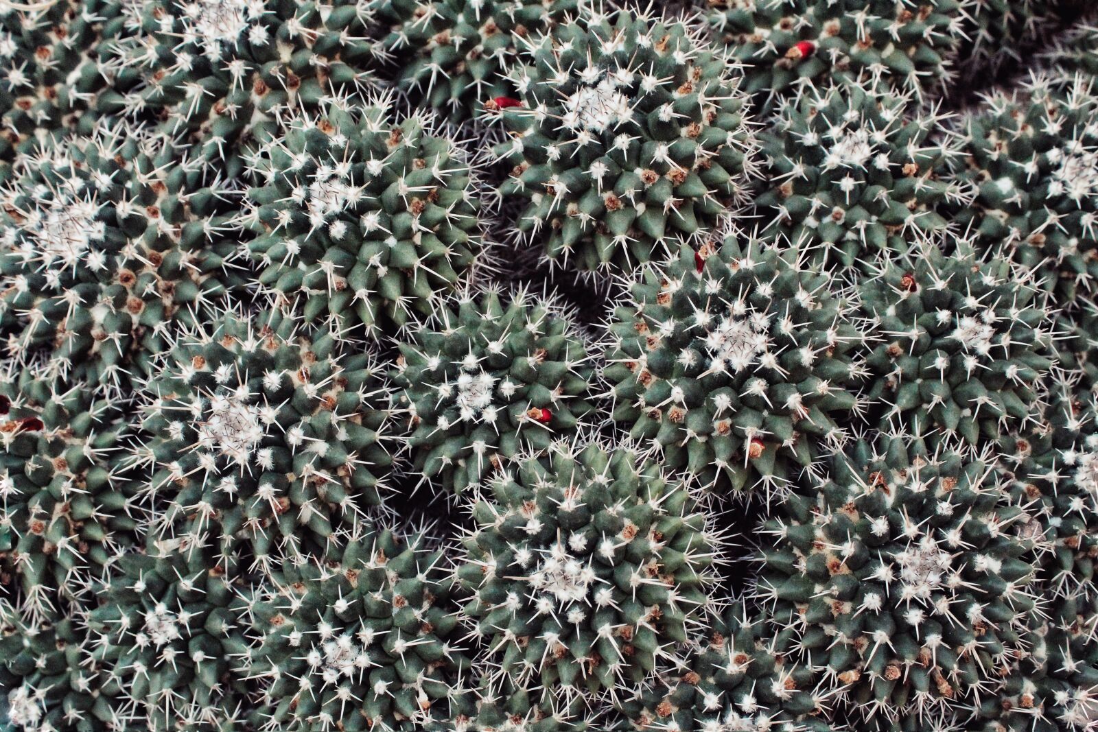 Canon EOS 1300D (EOS Rebel T6 / EOS Kiss X80) sample photo. Cactus, wallpaper, green photography