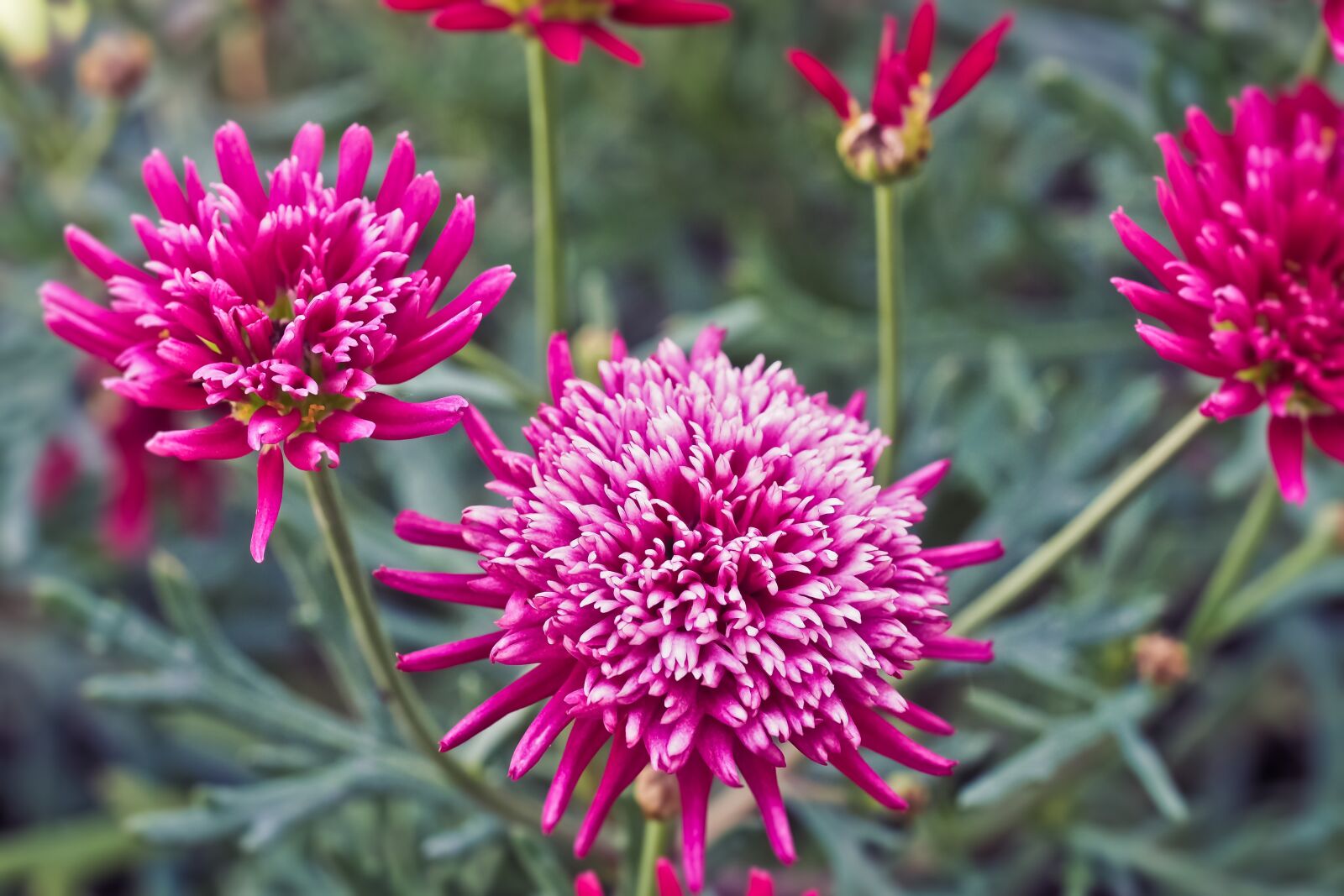 Olympus OM-D E-M10 sample photo. Flowers, summer, summer plant photography