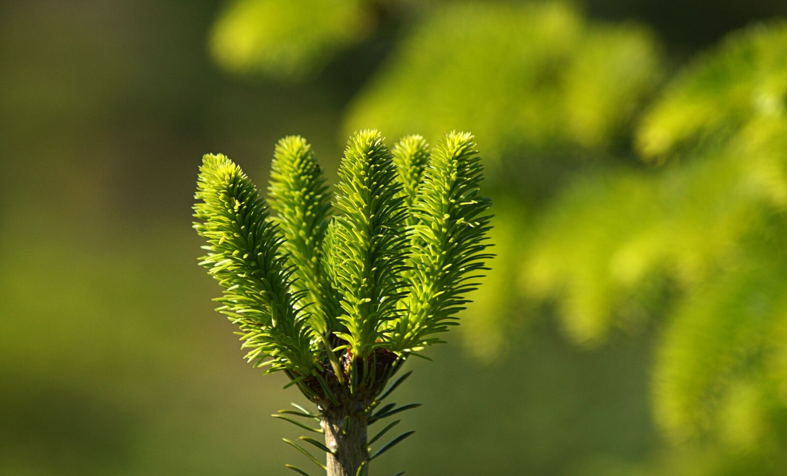 Sony SLT-A57 sample photo. Spruce, needles, new photography