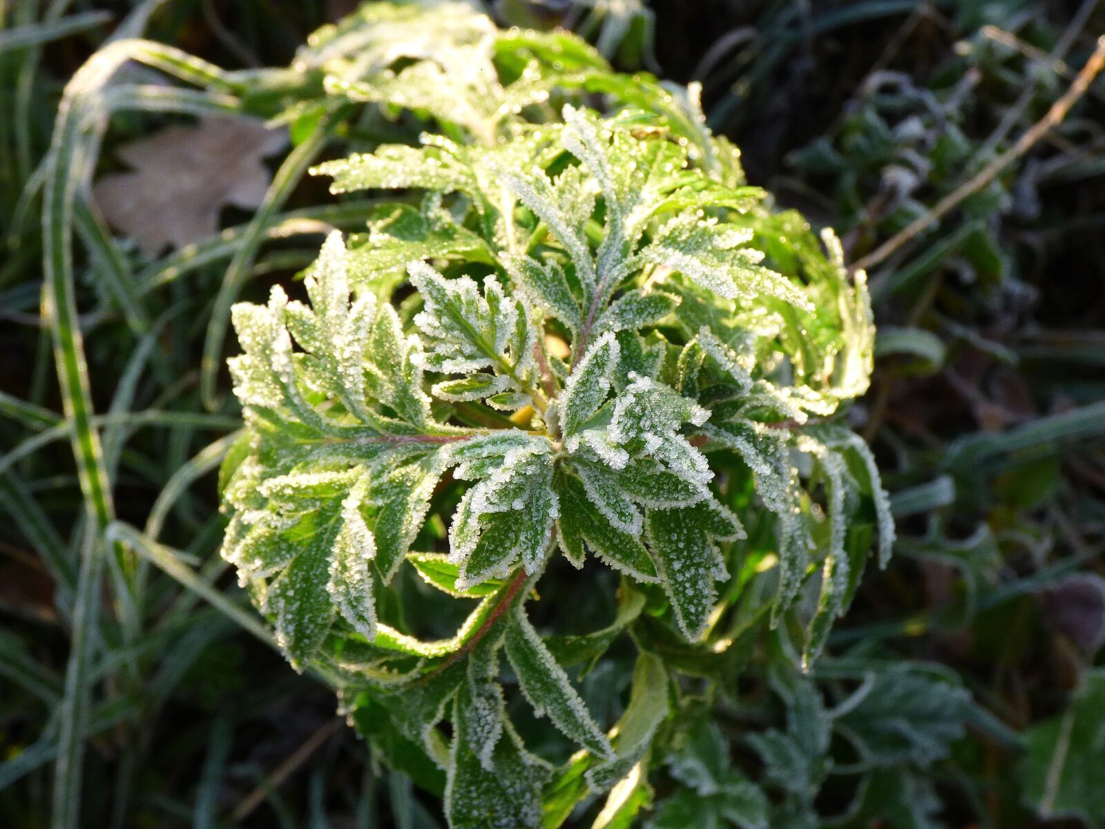 Panasonic DMC-FZ72 sample photo. Frost, plants, autumn photography