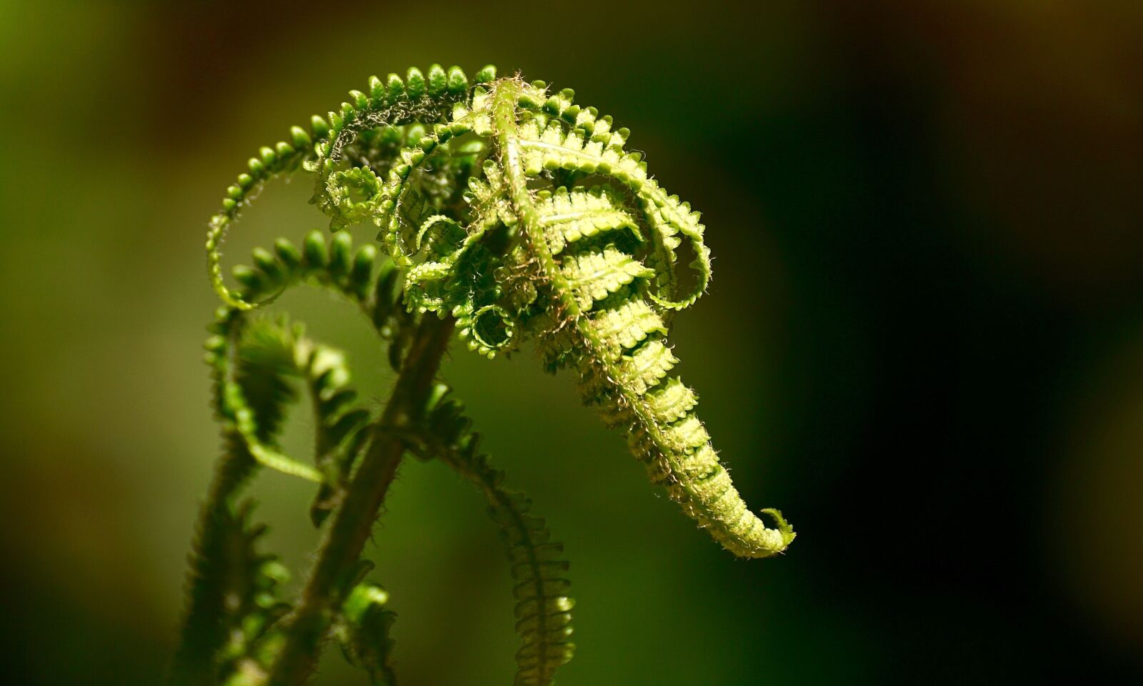 Sony DT 55-300mm F4.5-5.6 SAM sample photo. Fern, green, plant photography