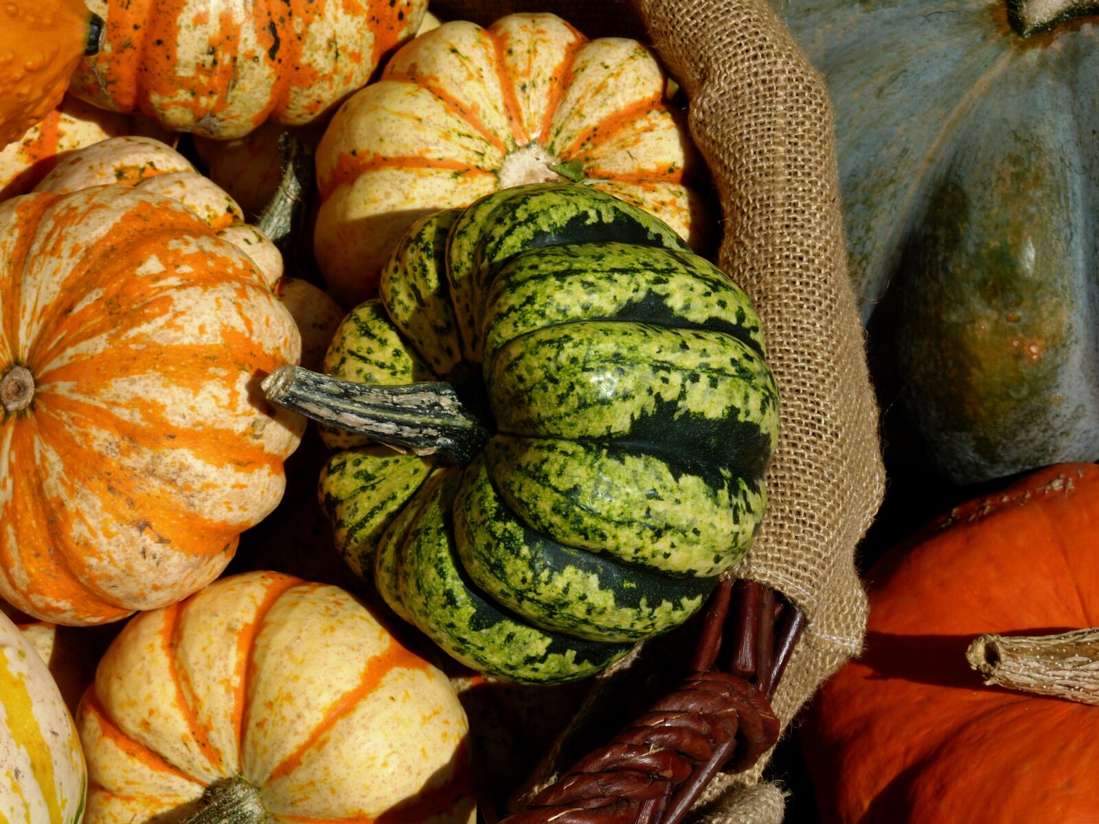 Panasonic DMC-TZ7 sample photo. Thanksgiving, pumpkins, vegetables photography