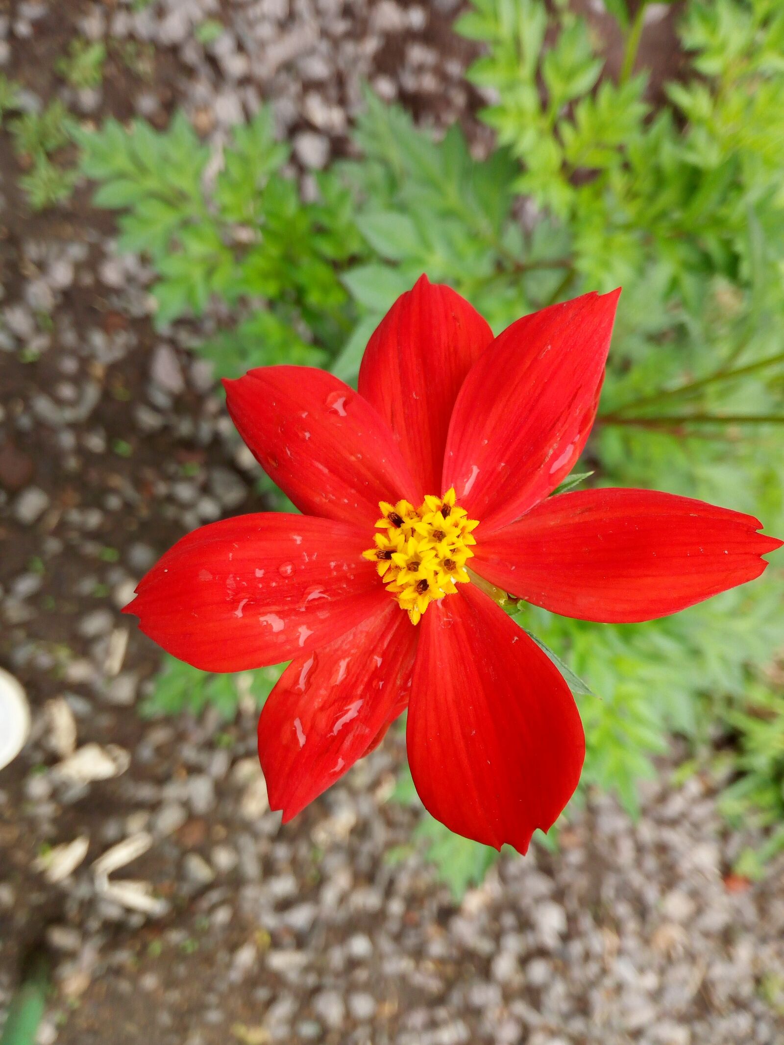 HUAWEI GR3 sample photo. Flower, red photography