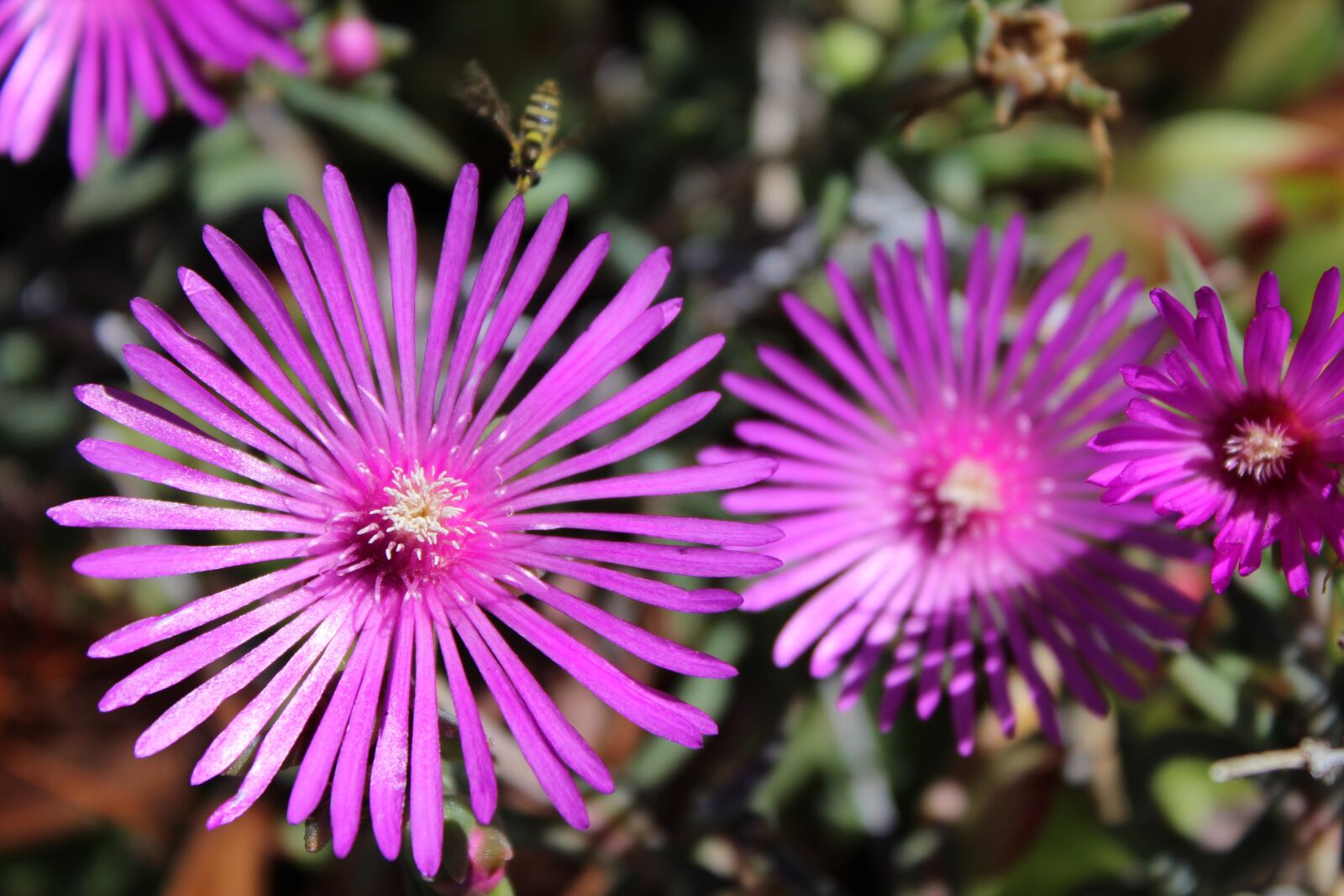 Canon EOS 1300D (EOS Rebel T6 / EOS Kiss X80) sample photo. Delosperma, flowers, nature photography