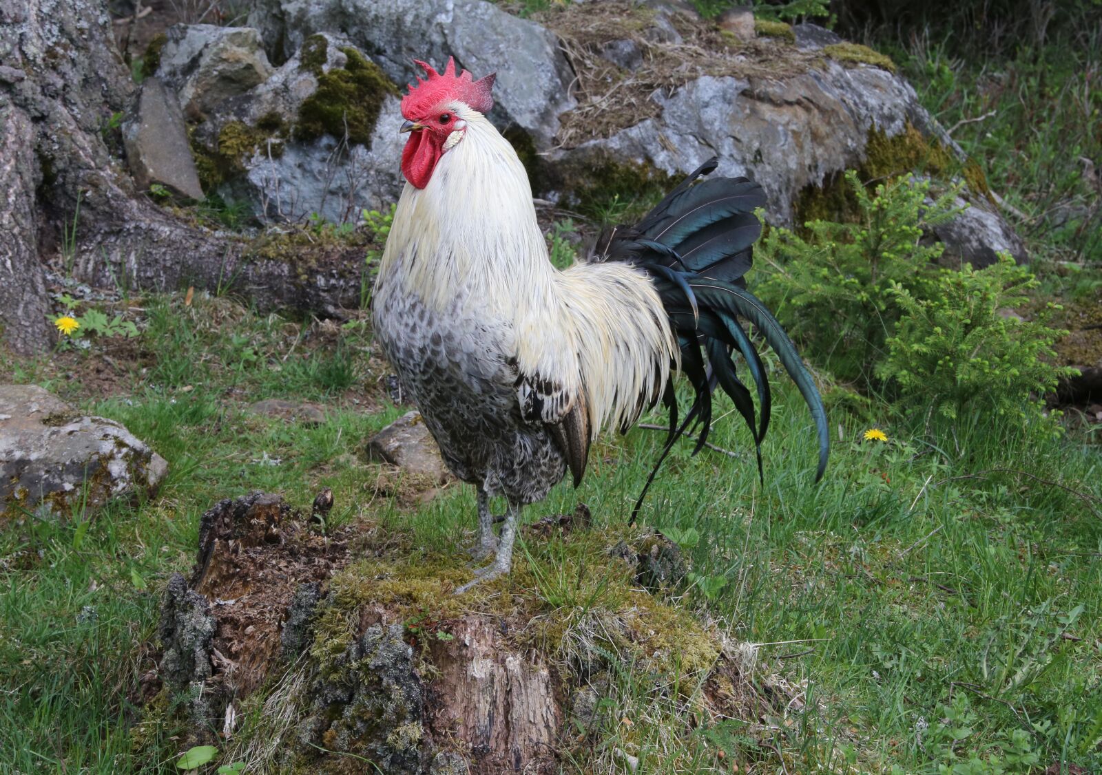 Canon EF 28-300mm F3.5-5.6L IS USM sample photo. Rooster, kiekuminen, crow photography