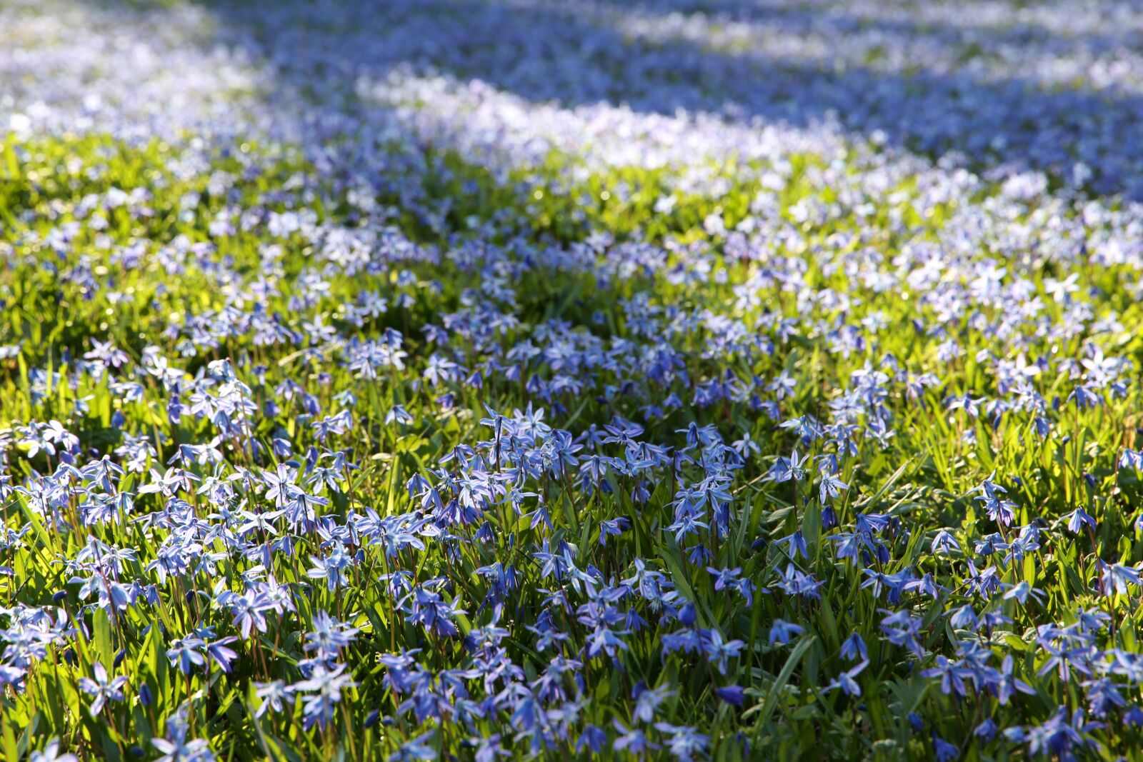 Canon EOS 5D Mark III + Canon EF 24-105mm F3.5-5.6 IS STM sample photo. Scilla, spring, spring flower photography