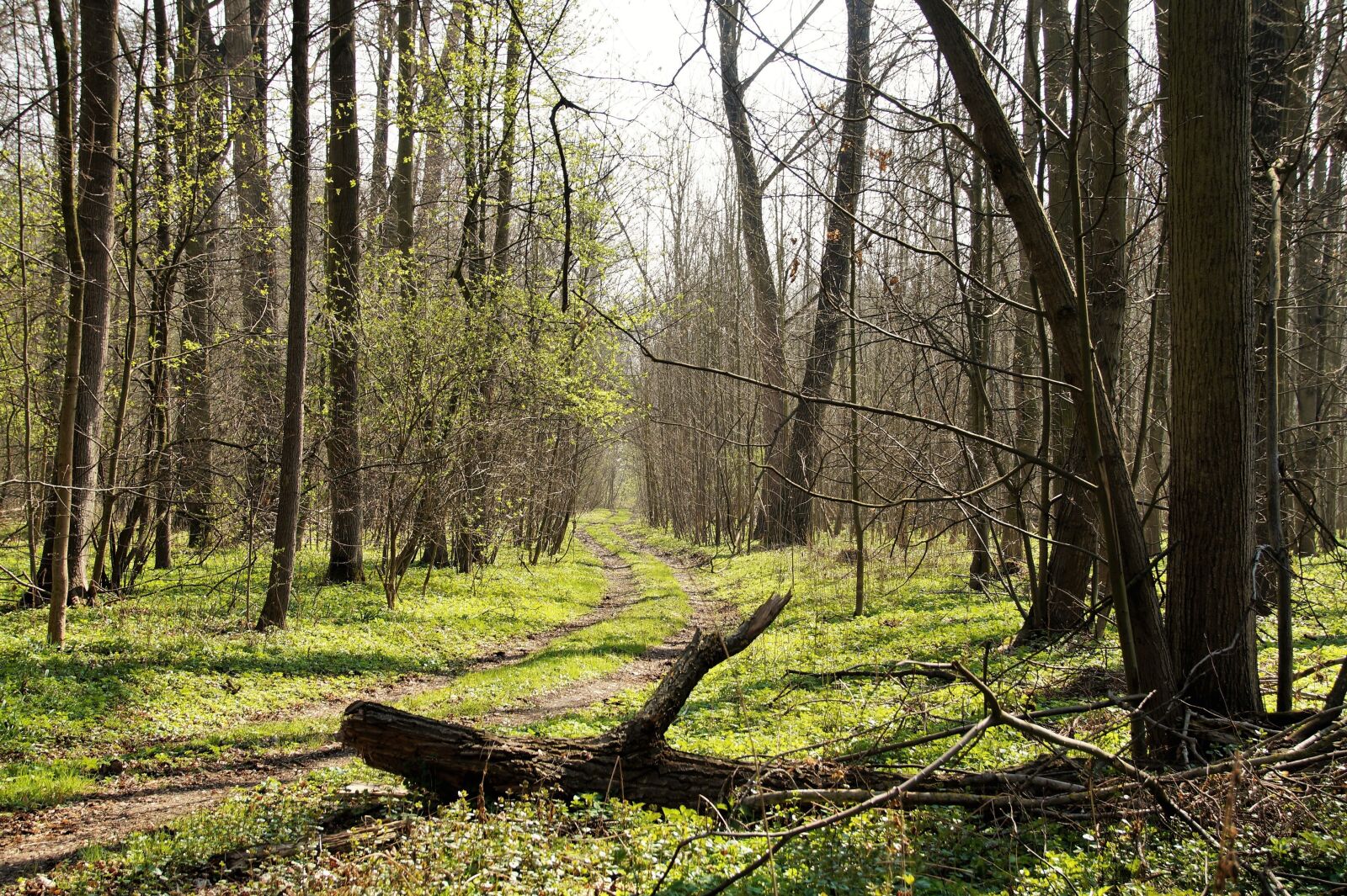 Sony SLT-A58 sample photo. Forest, spring, path photography