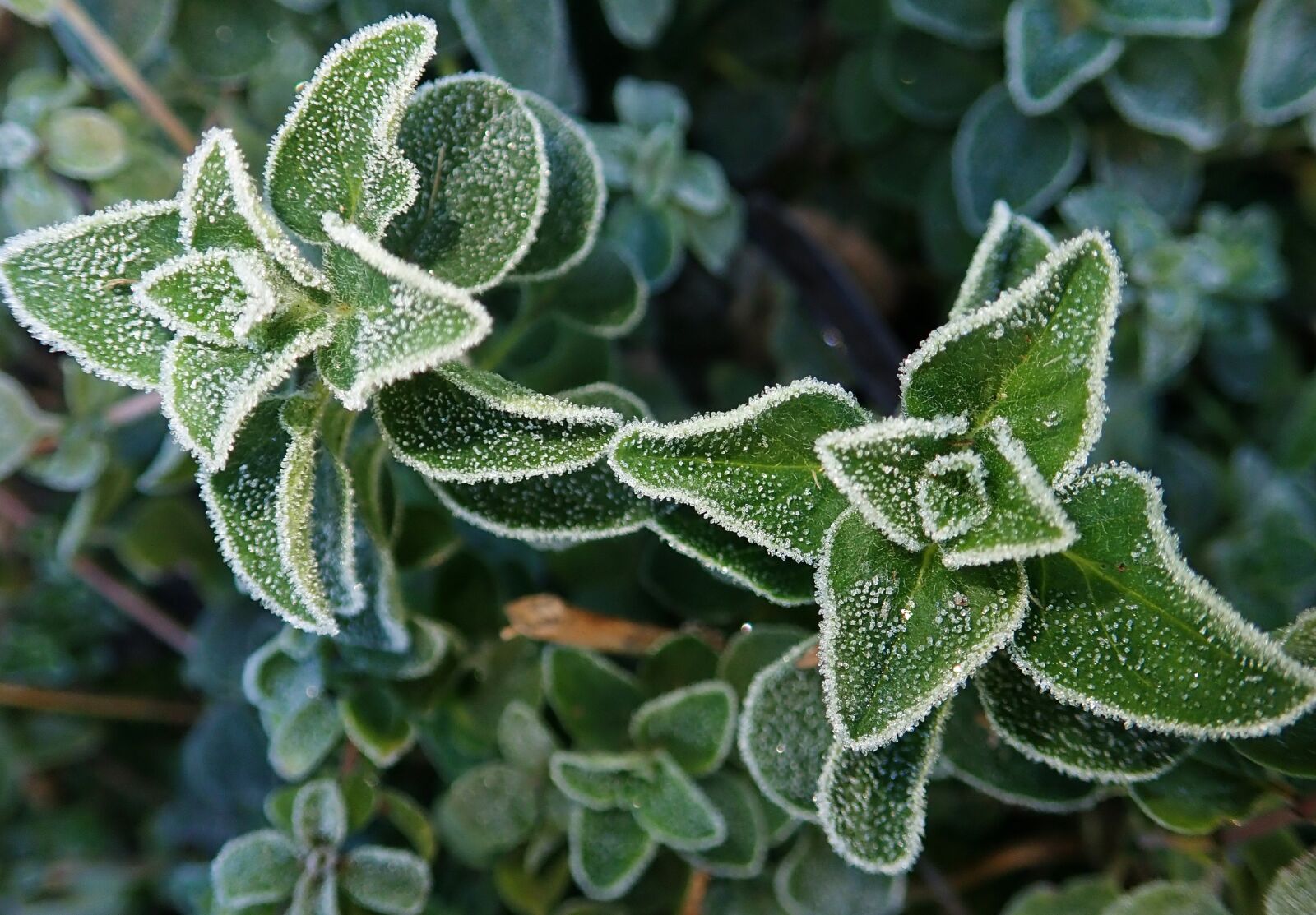 Olympus TG-5 sample photo. Herb, oregano, frosty photography