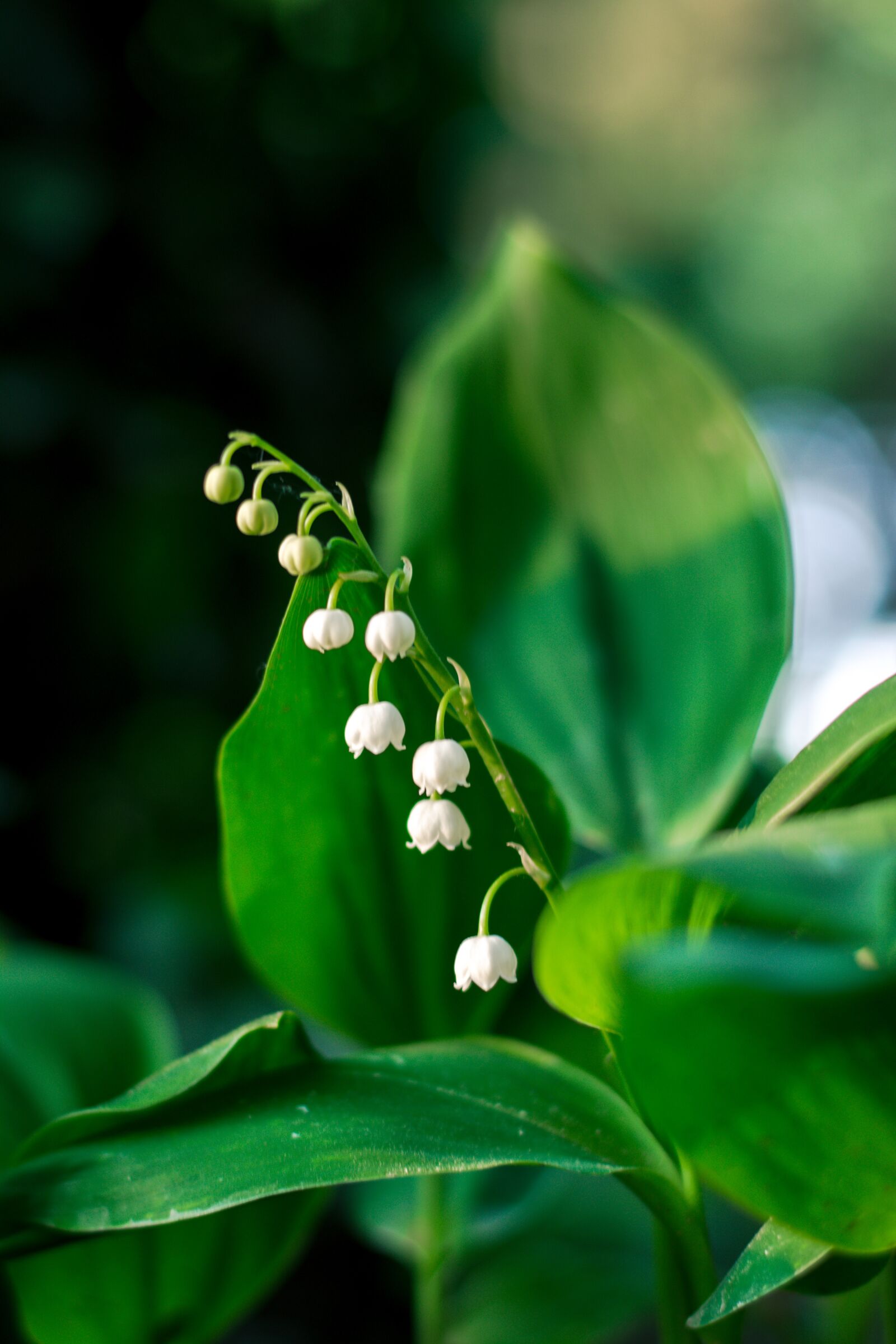 Nikon D5200 sample photo. Lily of the valley photography