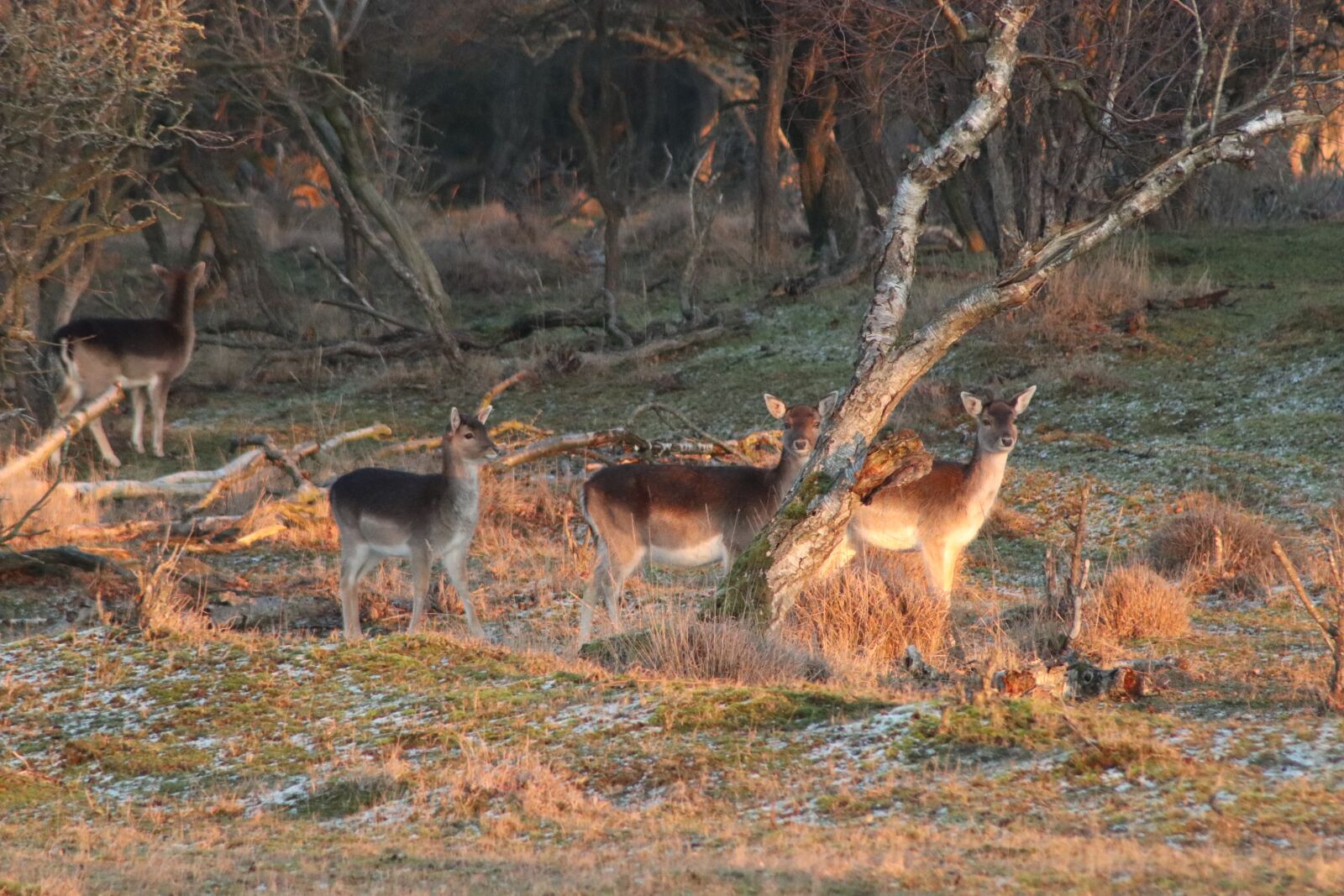 Canon EOS 800D (EOS Rebel T7i / EOS Kiss X9i) sample photo. Deer, nature, wild photography