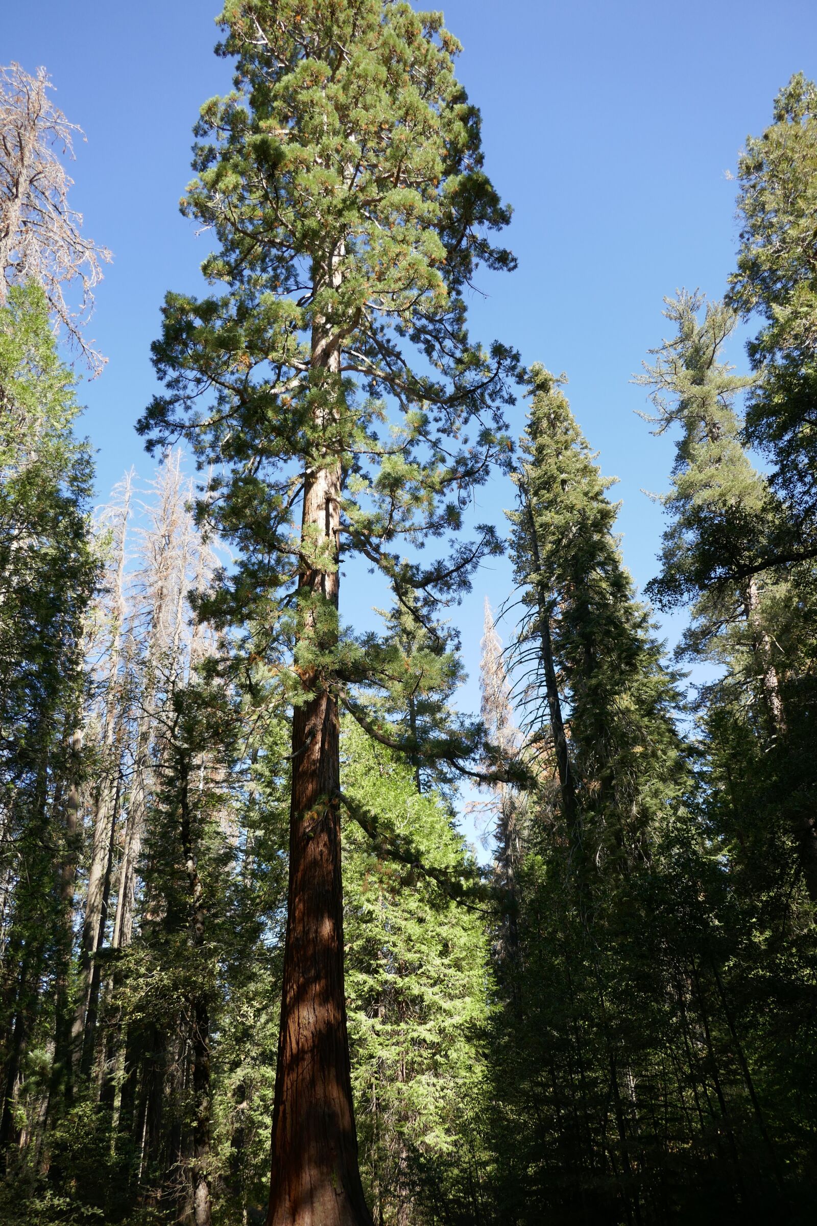 Panasonic Lumix DMC-ZS100 (Lumix DMC-TZ100) sample photo. Sequoia, tree, forest photography