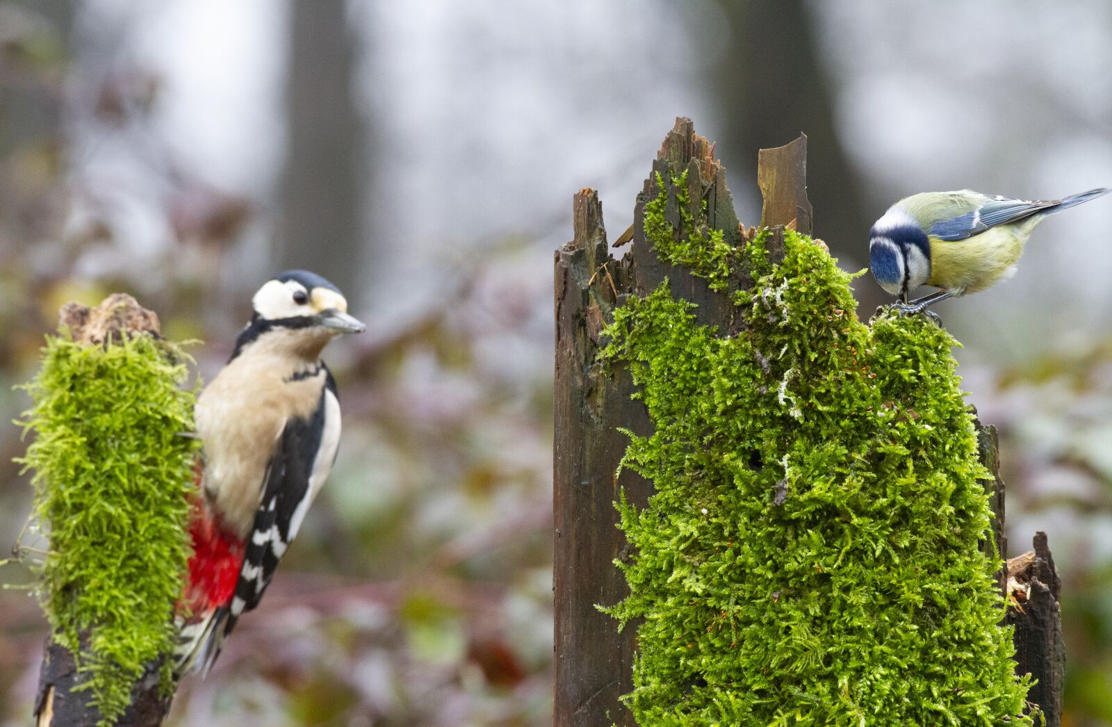 Canon EOS 7D sample photo. Big woodpecker, woodpecker, a photography