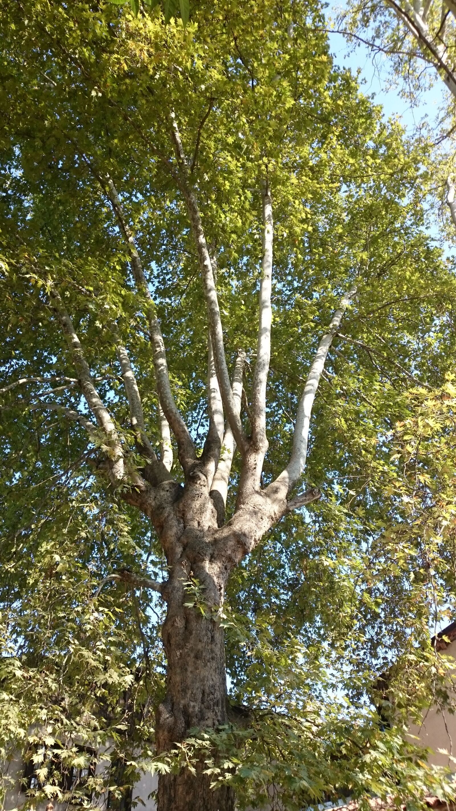 Sony Xperia Z1 sample photo. Tree, long, branches photography