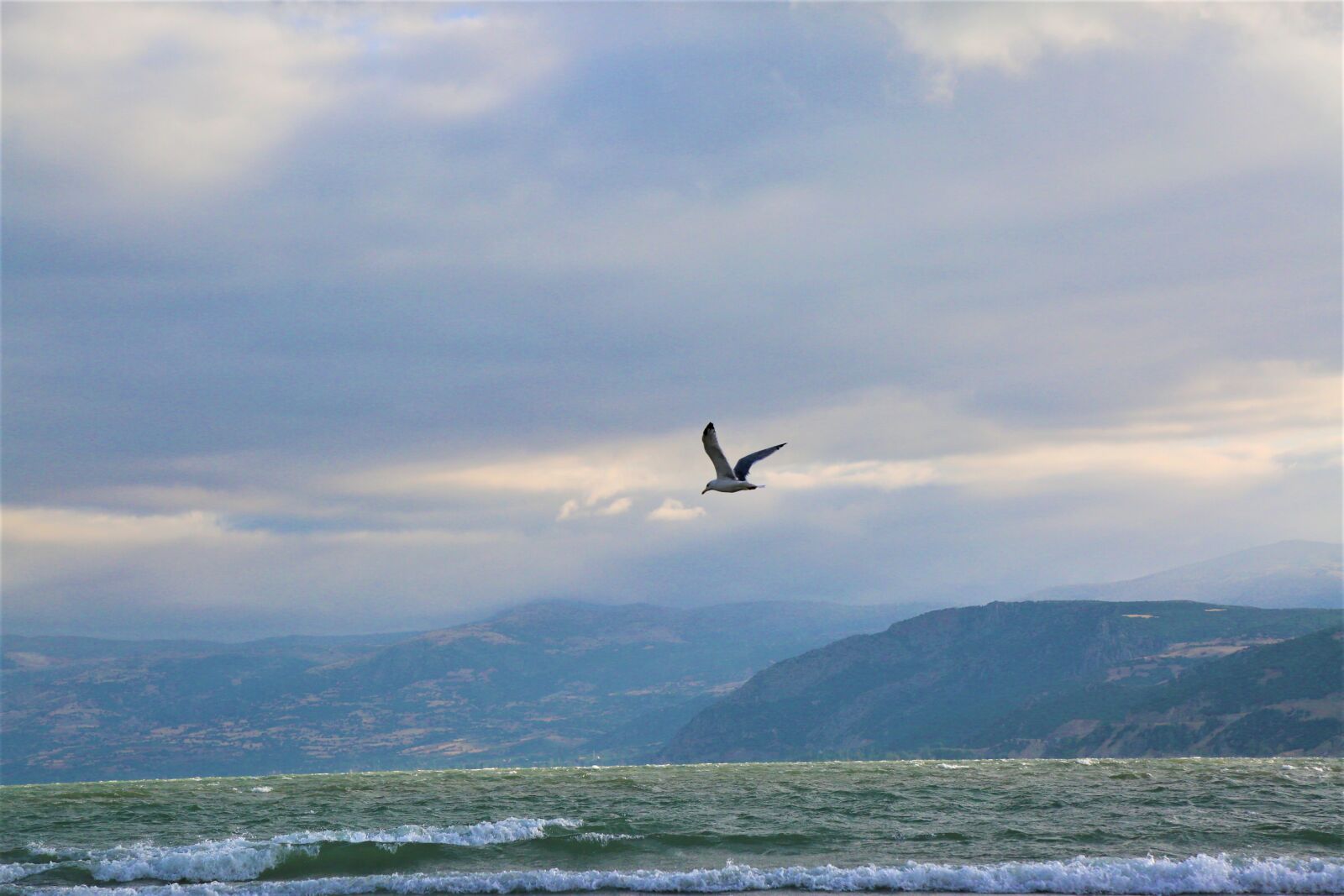 Canon EF 24-105mm F4L IS USM sample photo. Lake, seagull, nature photography