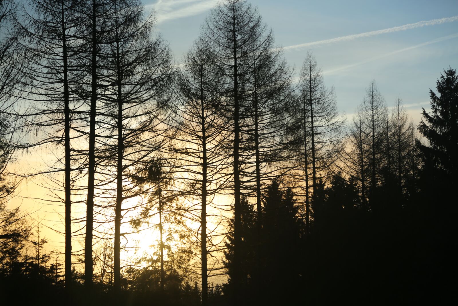 Canon EF 24-105mm F4L IS USM sample photo. Trees, light, sun photography