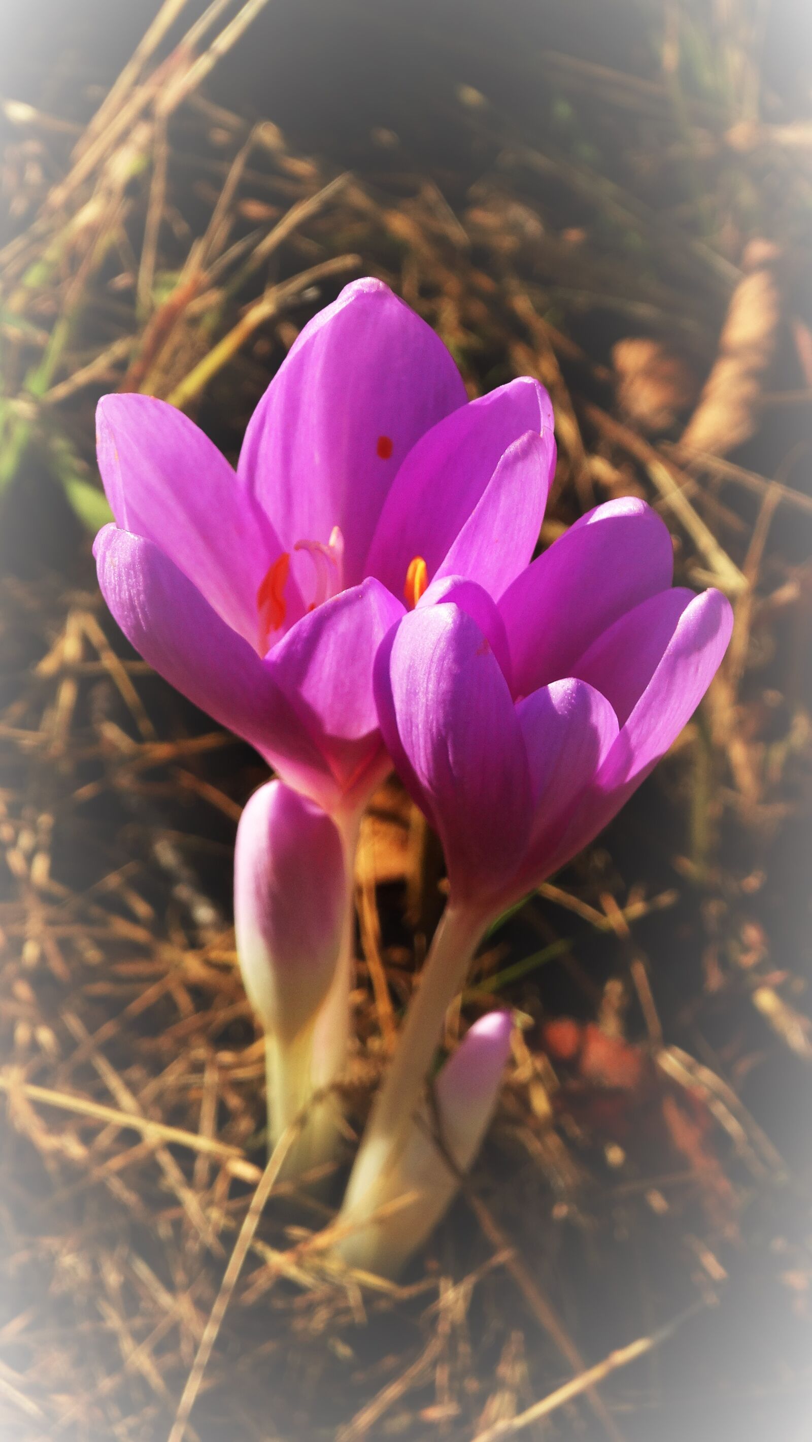 Sony Cyber-shot DSC-HX300 sample photo. Flower, crocus, petals photography