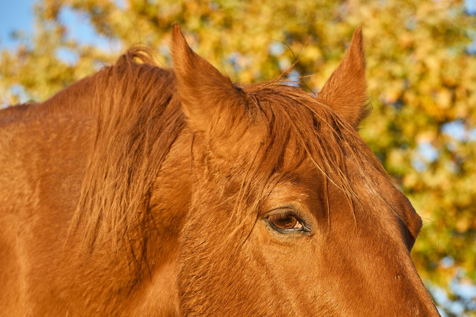 Sony E 55-210mm F4.5-6.3 OSS sample photo. Eye, close up, horse photography