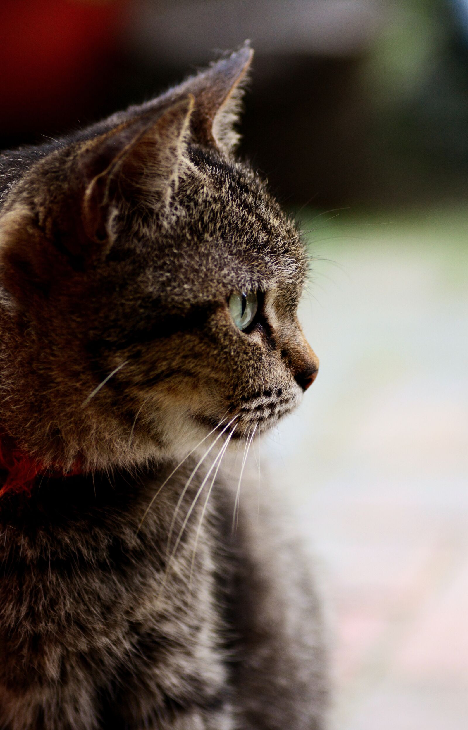Nikon D5200 sample photo. Cat, stray, pet photography
