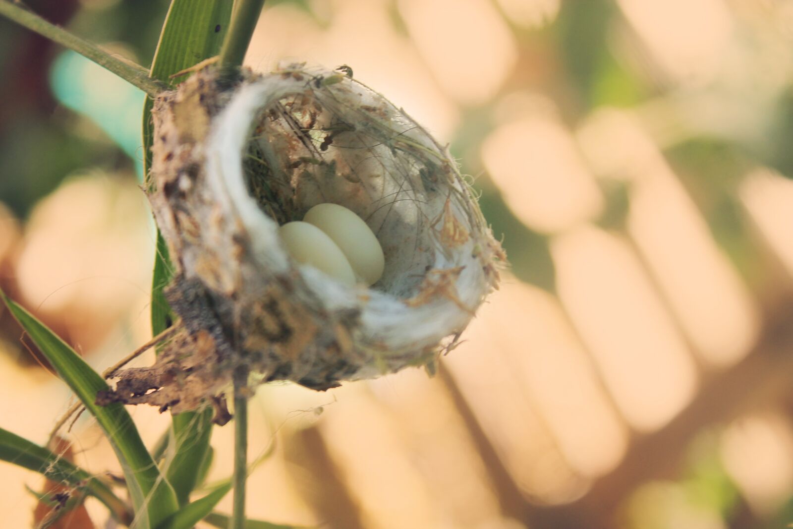 Canon EOS 1100D (EOS Rebel T3 / EOS Kiss X50) sample photo. Hummingbird, chick, bird photography