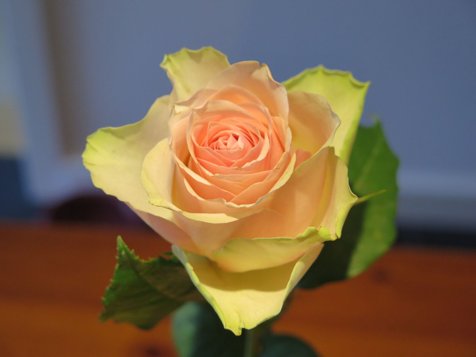 Canon PowerShot G16 sample photo. Rose, white, cream photography