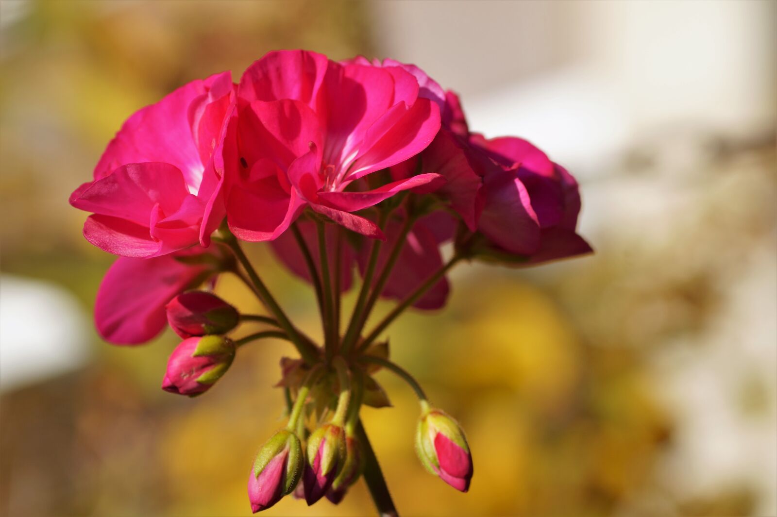 Sony SLT-A58 sample photo. Nutmeg, flower, pink photography
