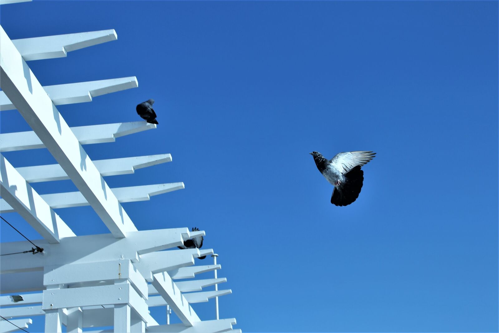 Canon EOS 1100D (EOS Rebel T3 / EOS Kiss X50) sample photo. Pigeon, bird, a pigeon photography