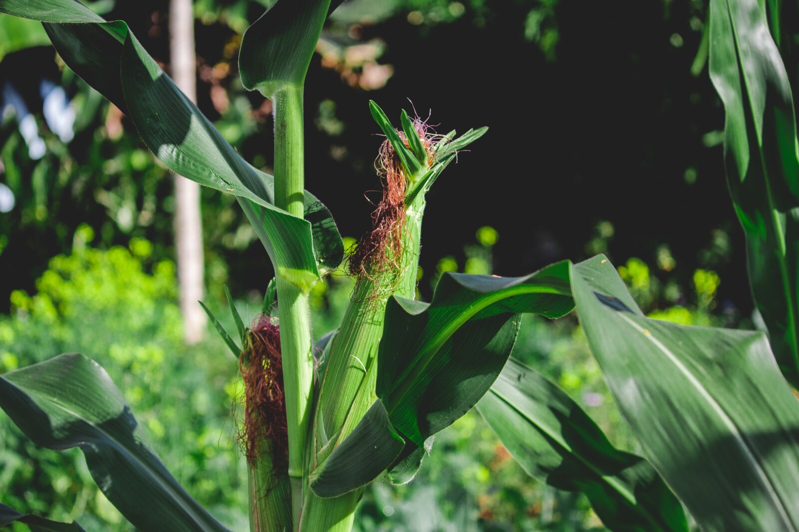 Canon EOS 700D (EOS Rebel T5i / EOS Kiss X7i) sample photo. Maize, maize crop, green photography